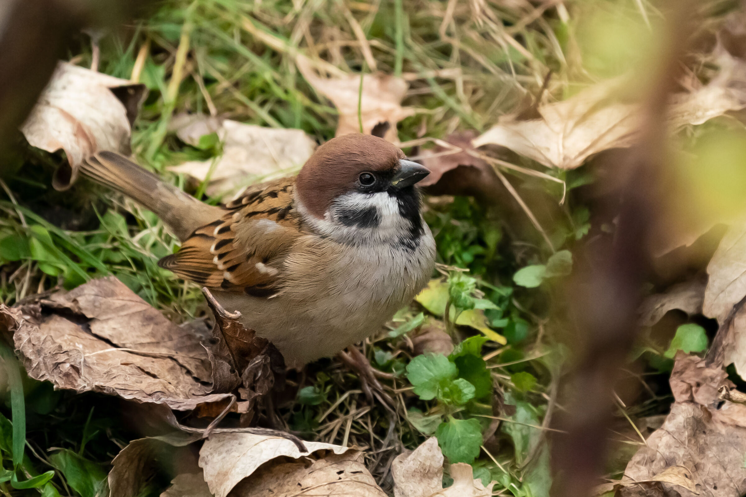 Passero Mattugia