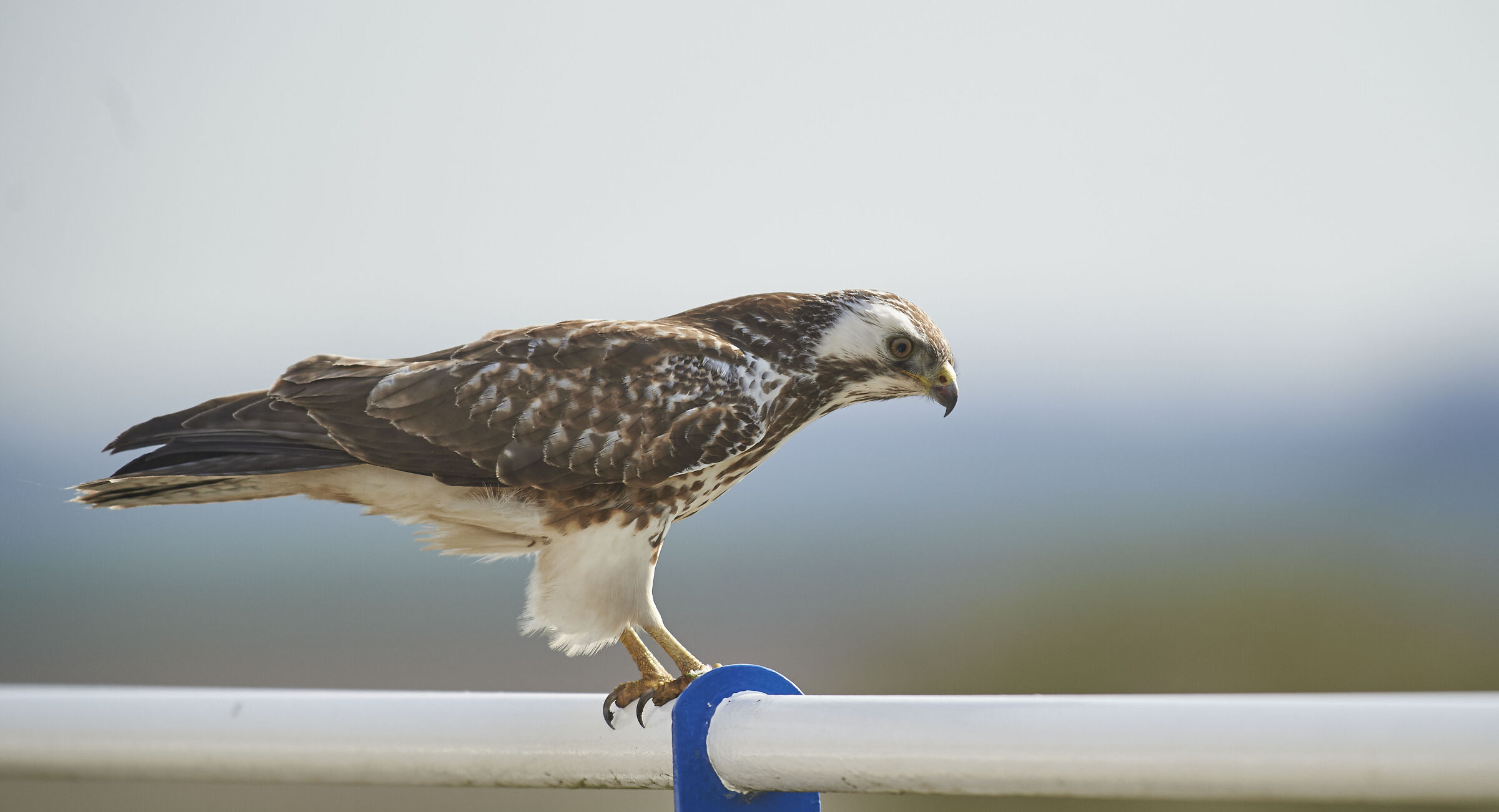 Poiana comune europea (Buteo buteo)