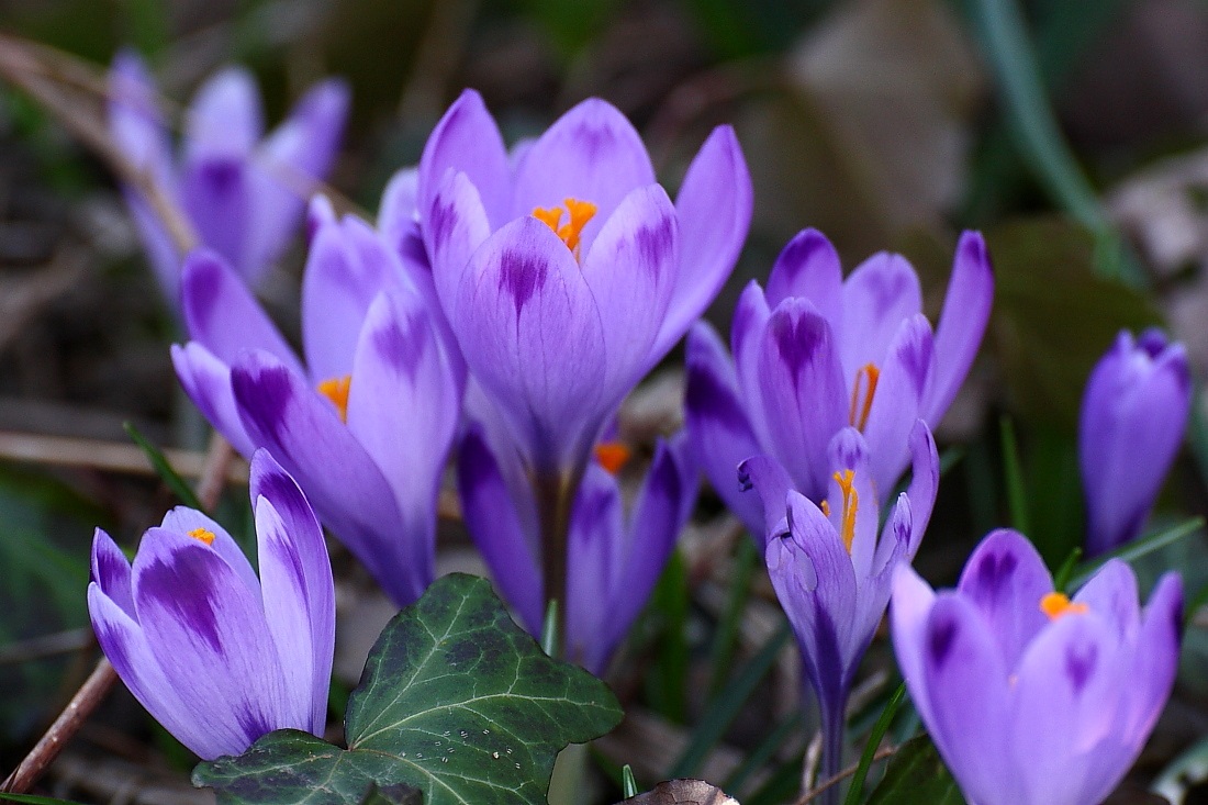 Crocus