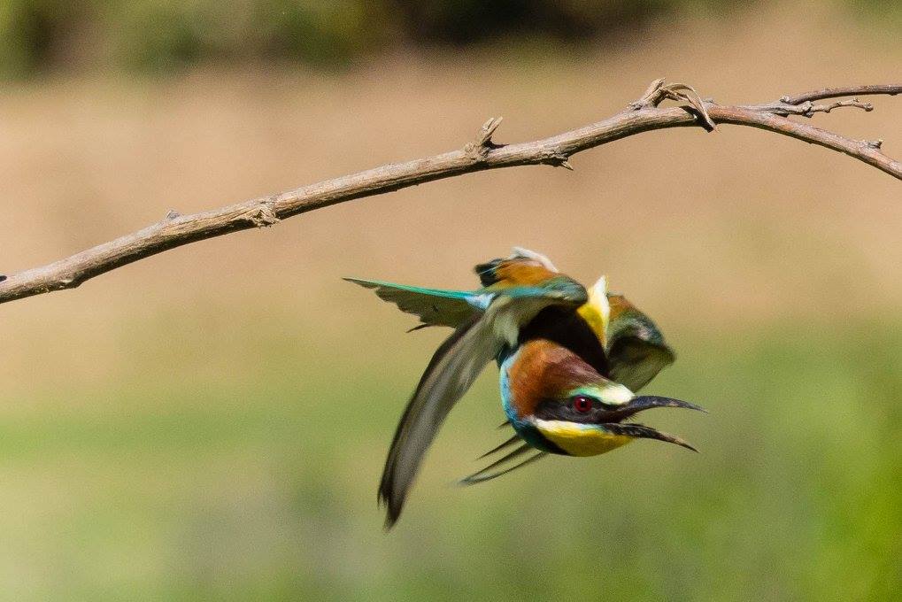 Riserva naturale Isola della Cona, Gruccione