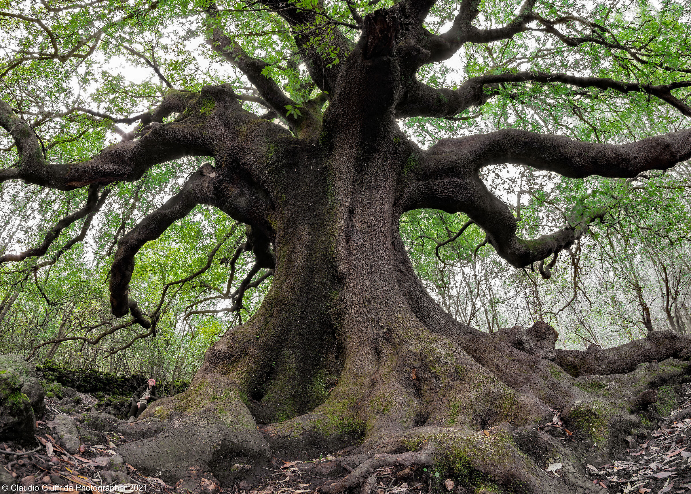 The "Patriarch" of Etna