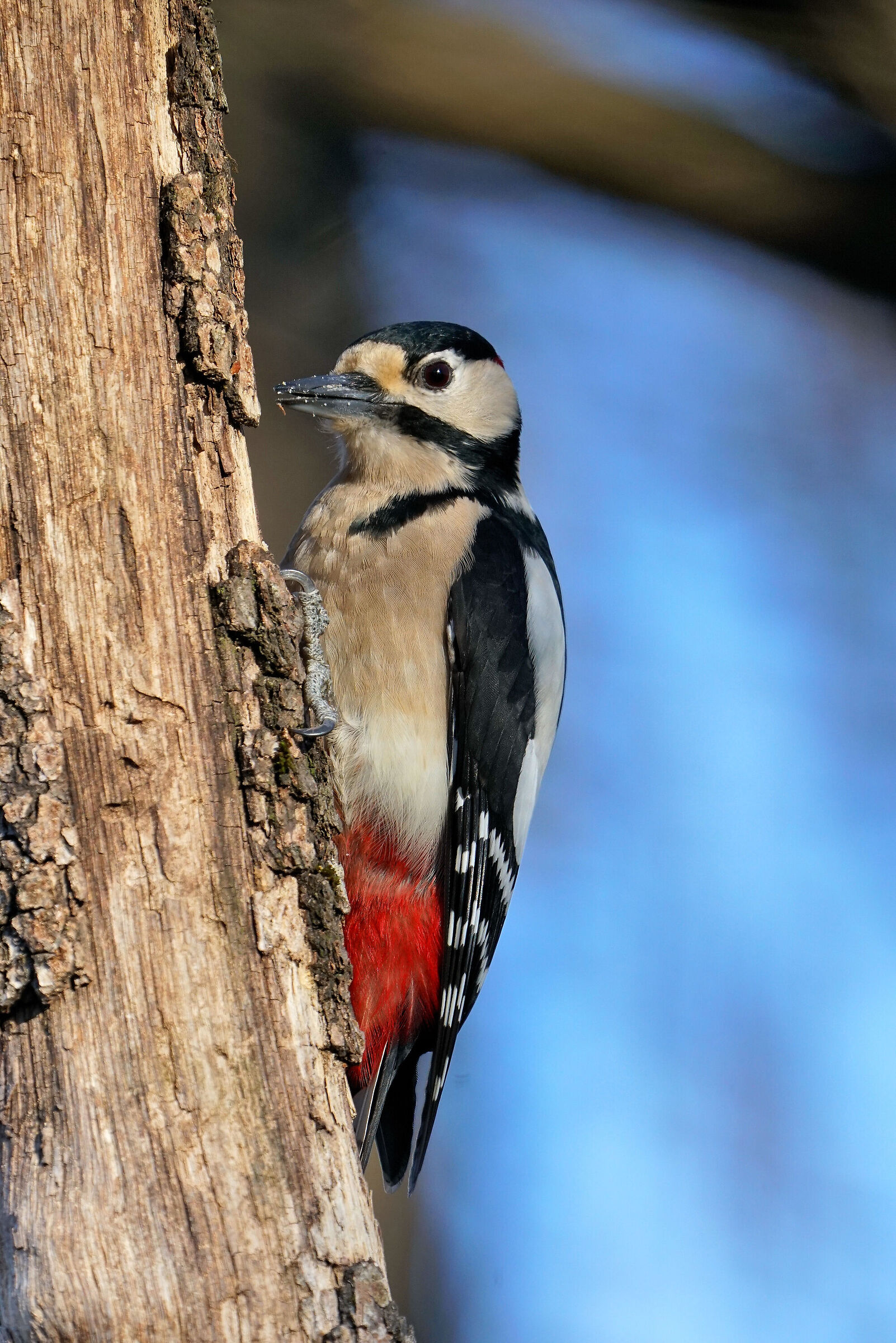 Greater red woodpecker