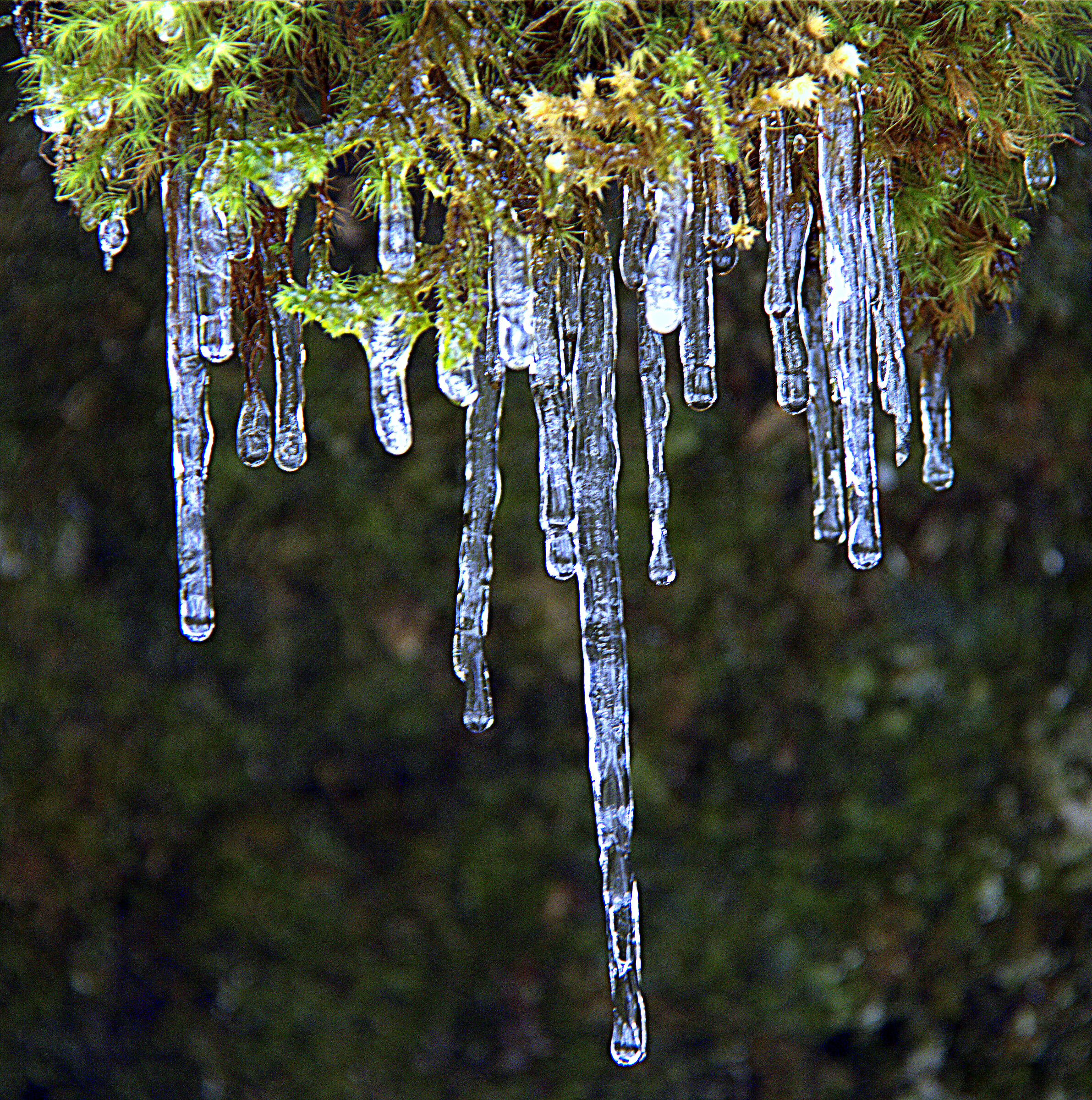 piccole stalattitit di ghiaccio in cansiglio