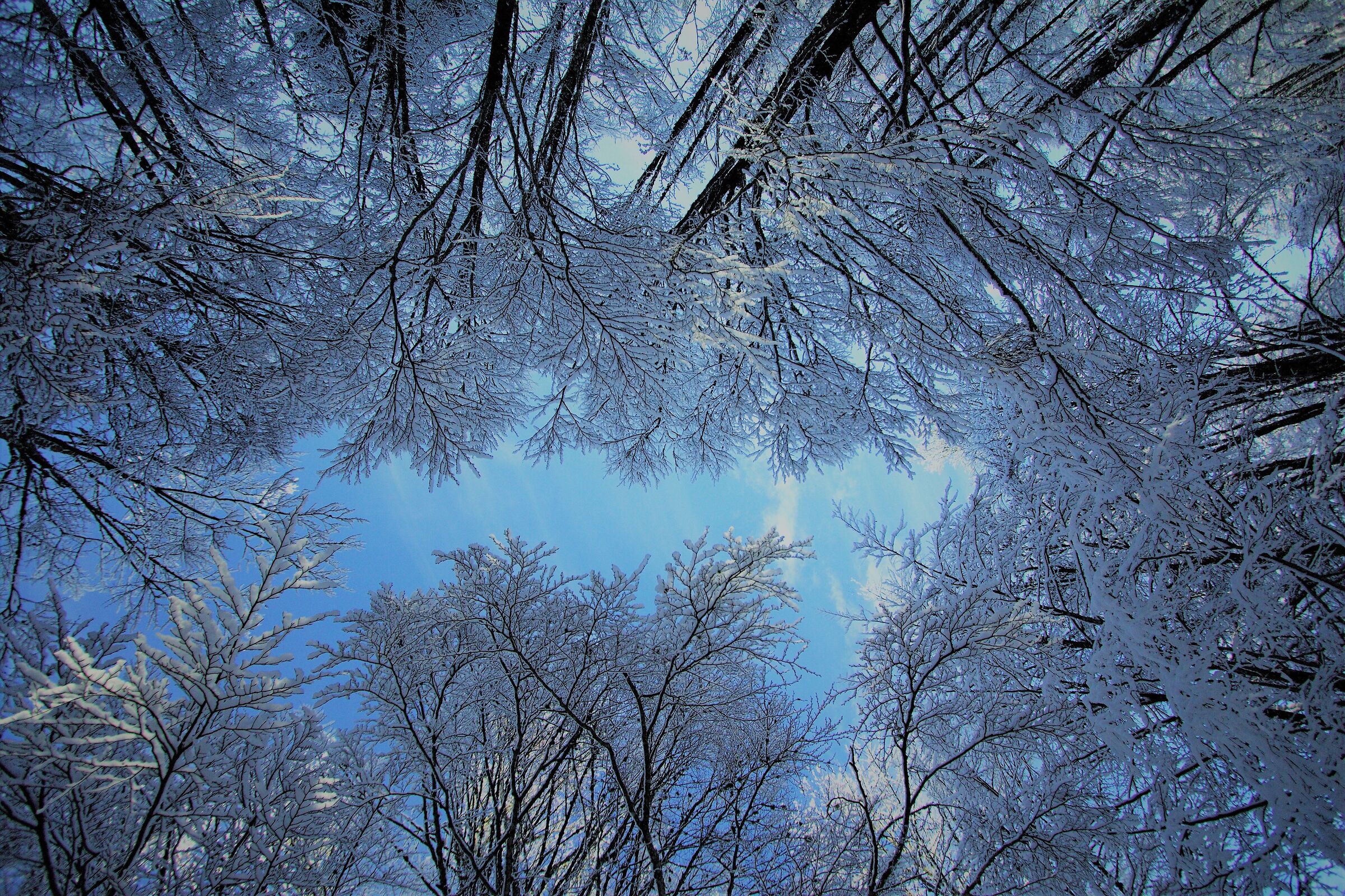 merletti di neve in cansiglio