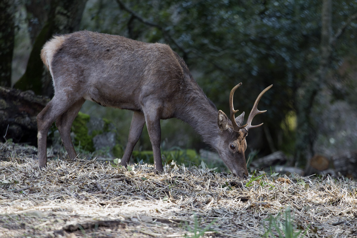 Cervo (Parco 7 Fradis)