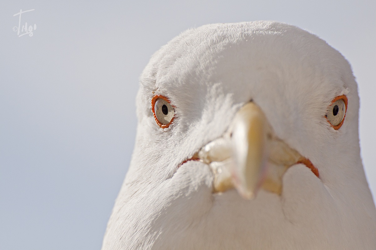 Seagull Altar of the Fatherland
