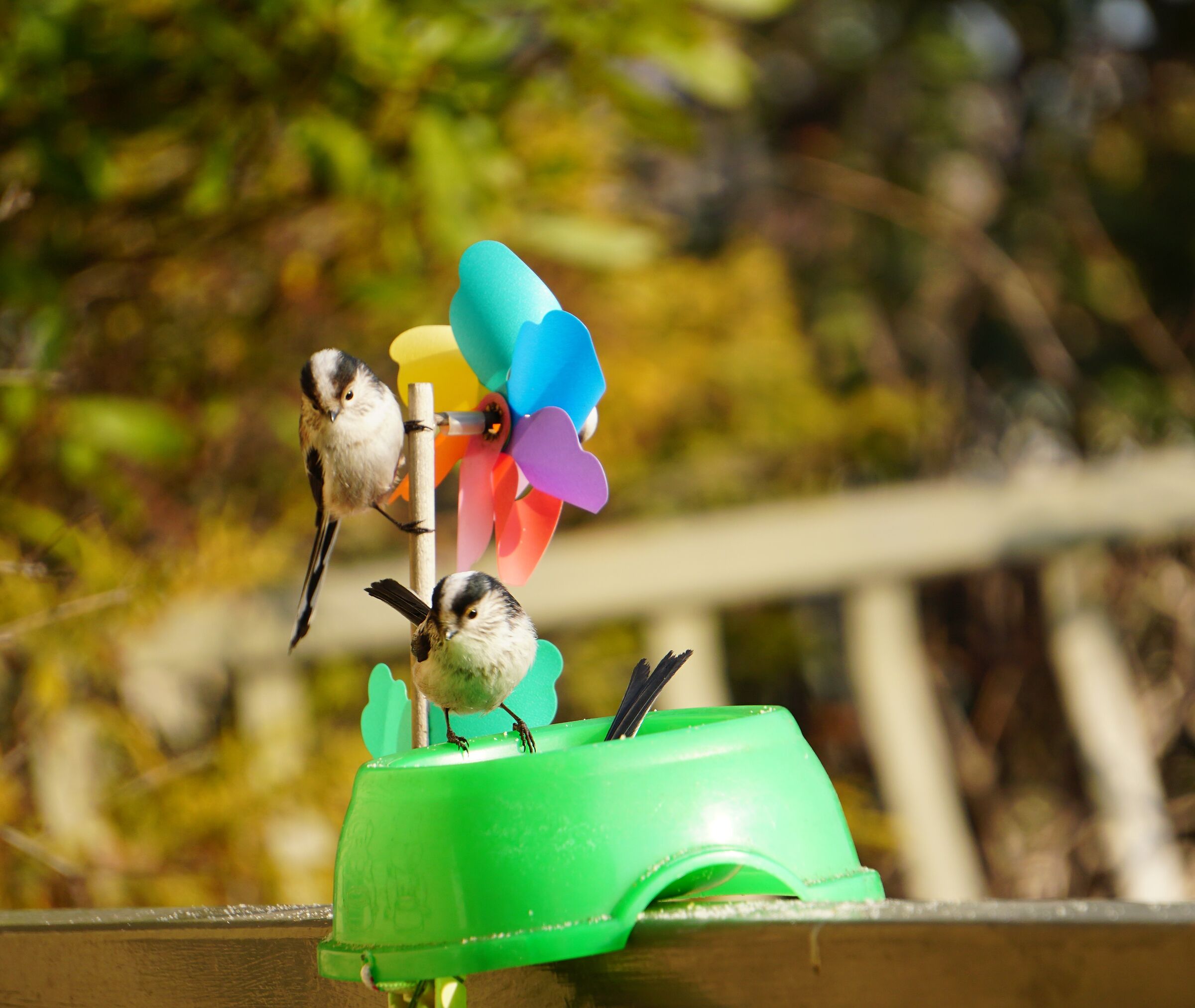 Devo mettere il distributore di numeri