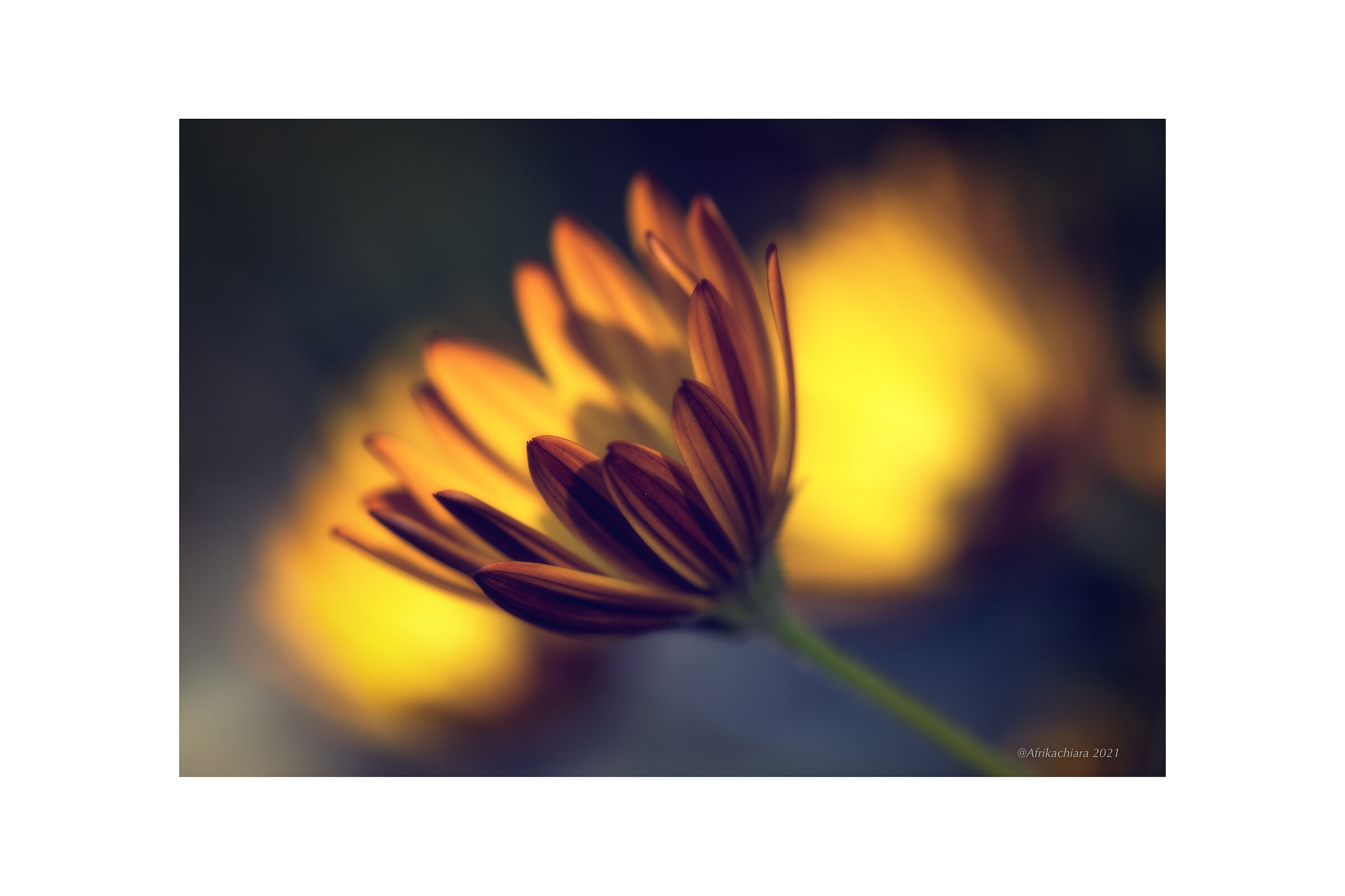 I love beauty...