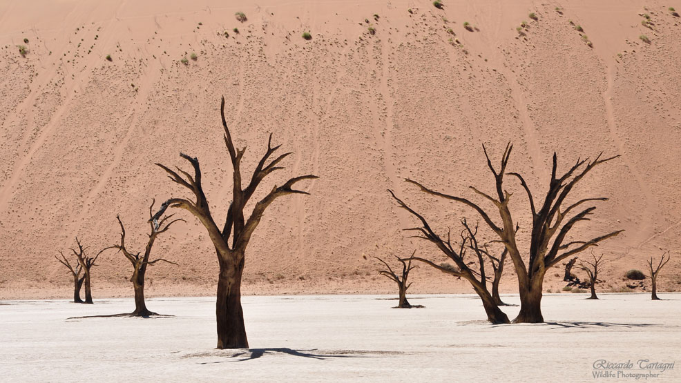 Dead vlei