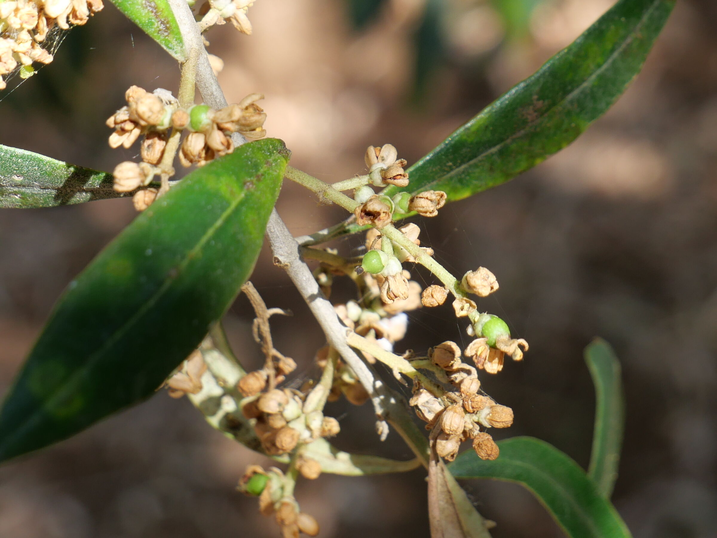 olive flowers