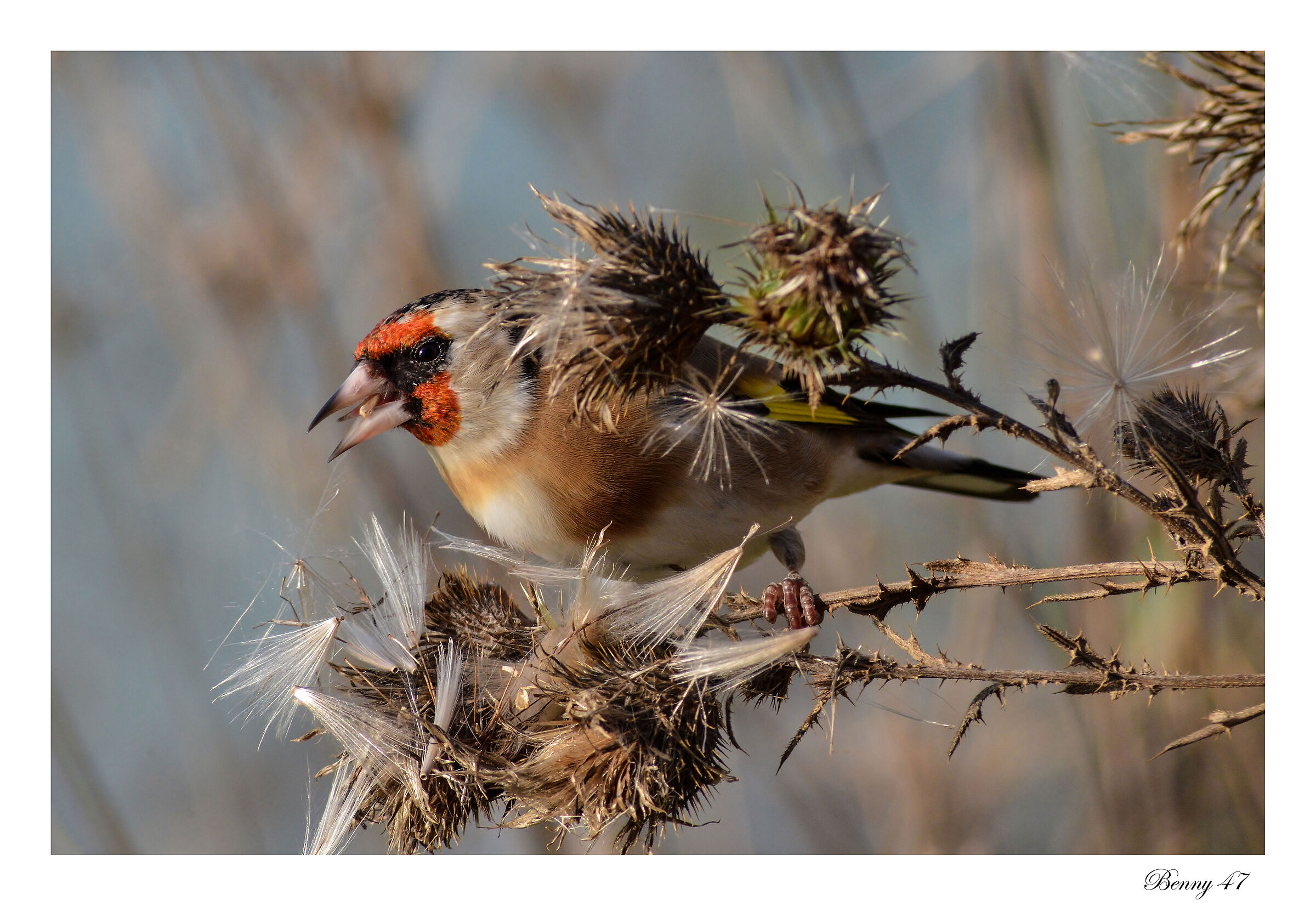Goldfinch