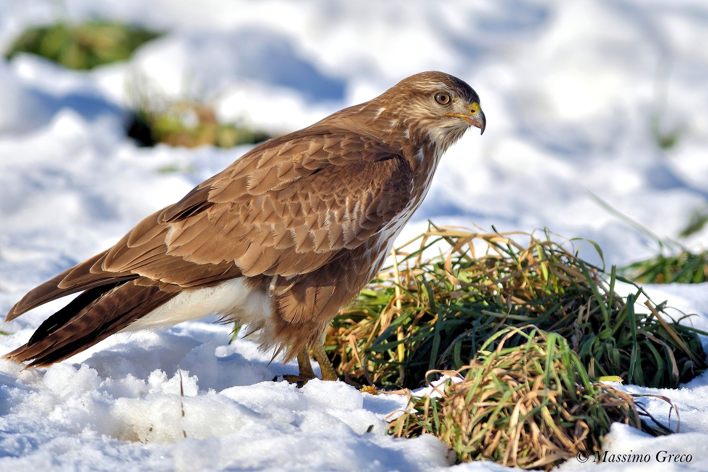 Poiana comune (Buteo buteo)