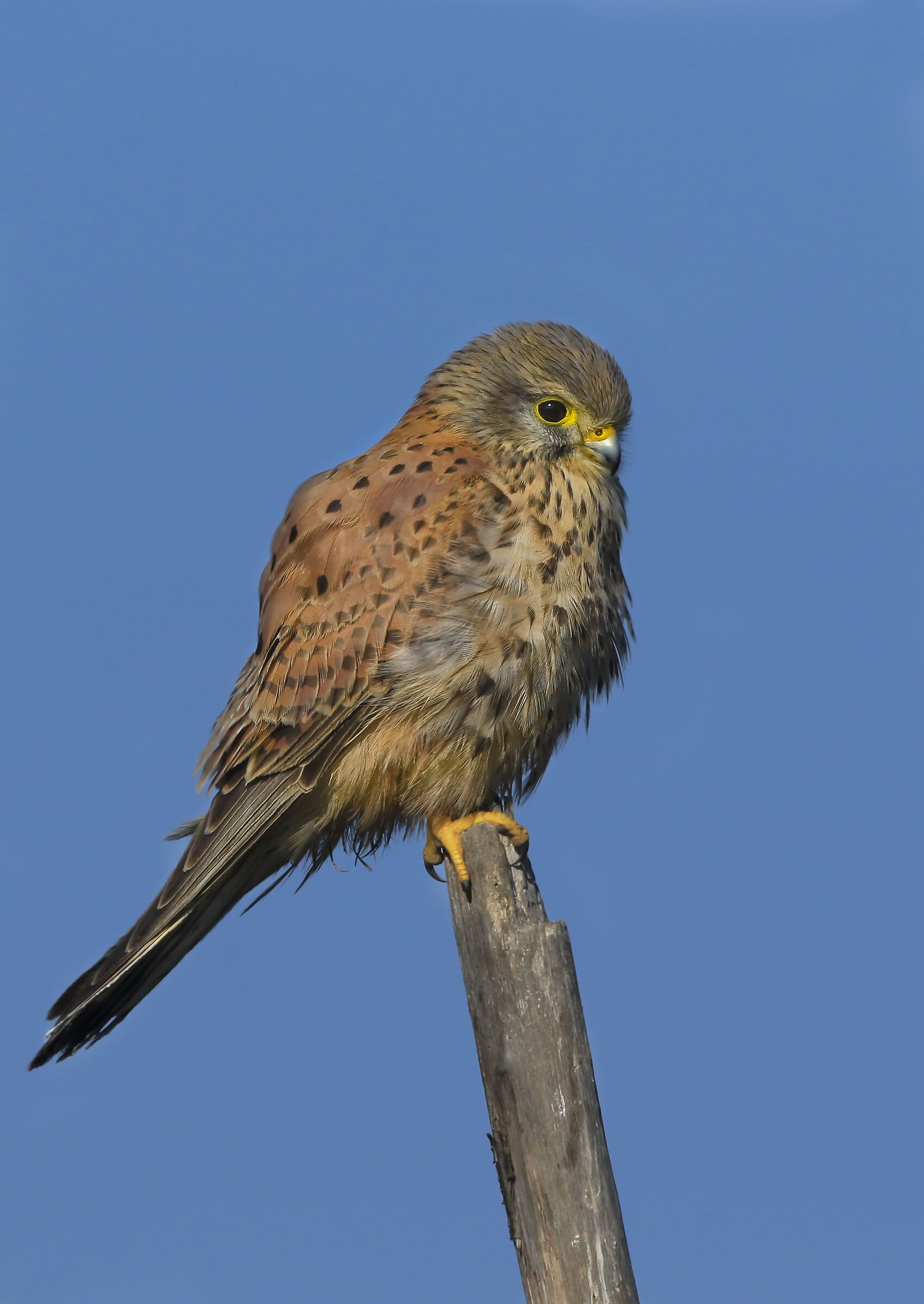 il gheppio e il cielo