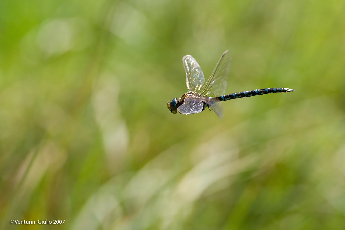 Aeshna Mixta in volo