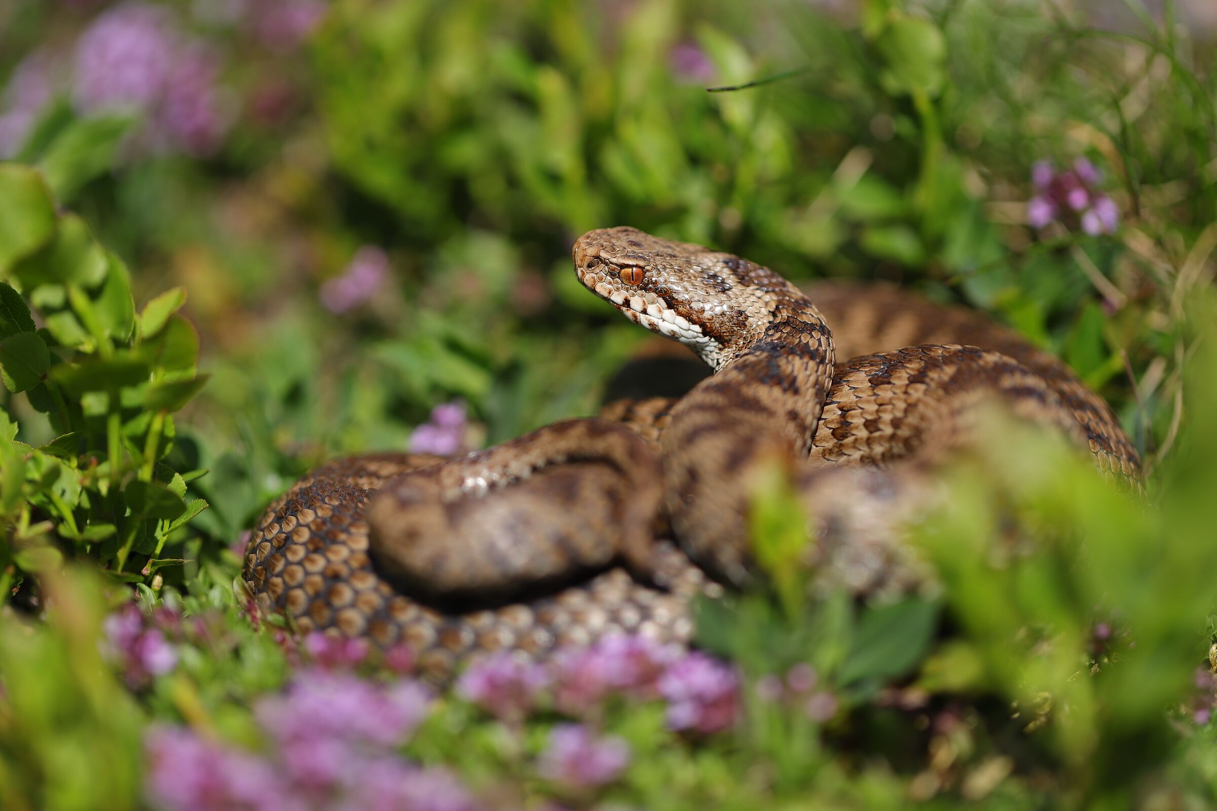 Vipera berus berus, femmina, 1450m