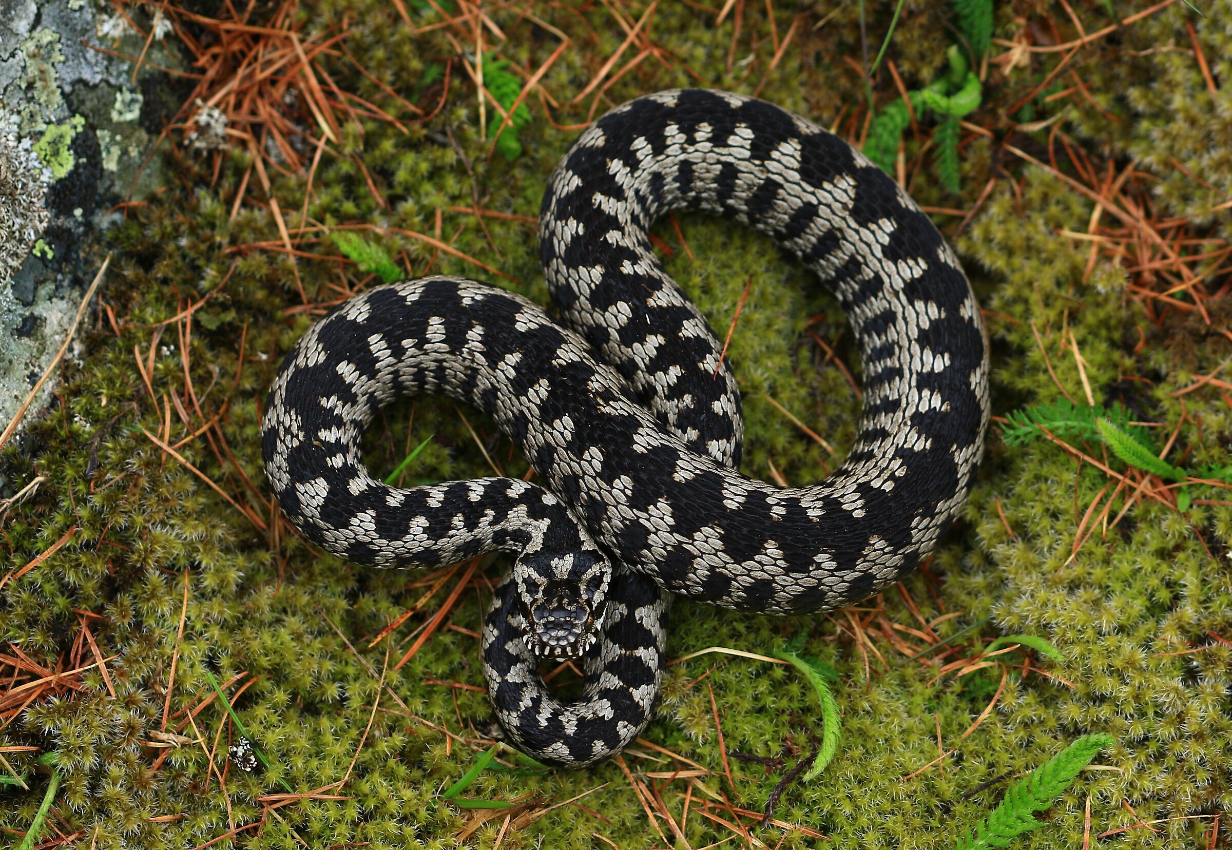 Vipera berus berus, maschio, 1850m