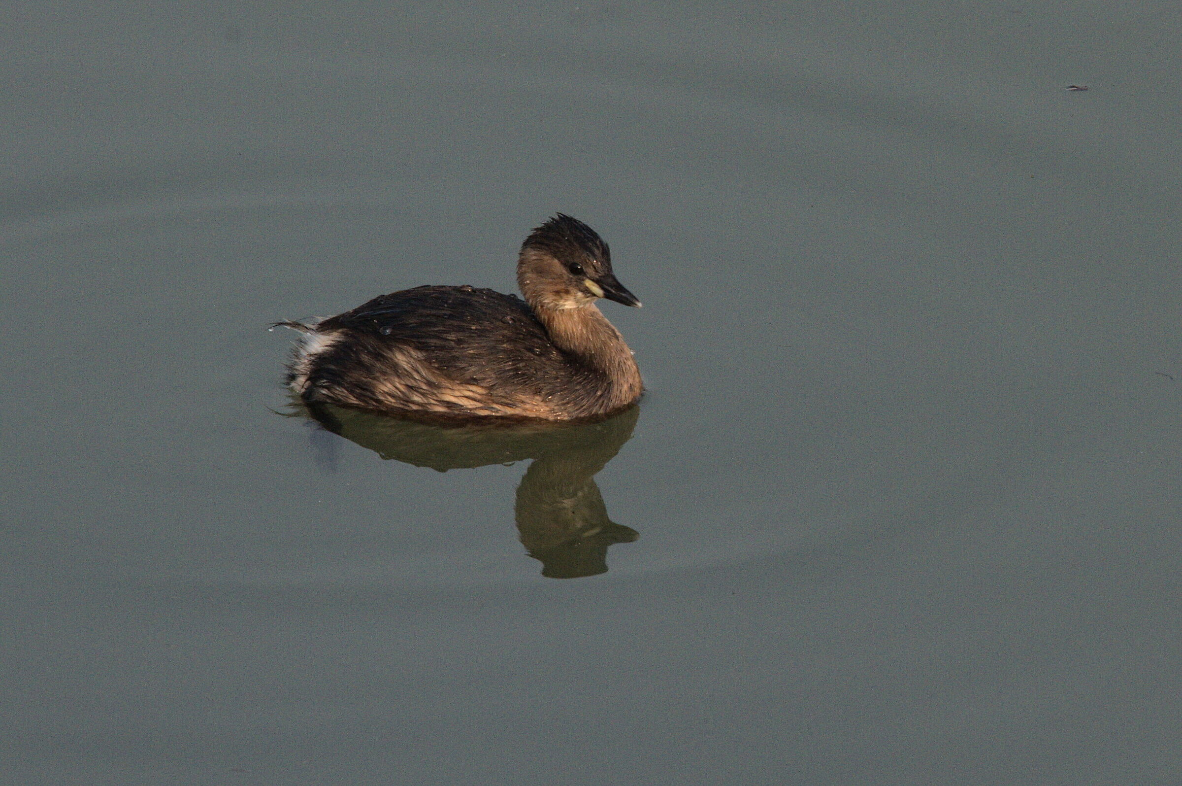 tuffetto alle prime luci