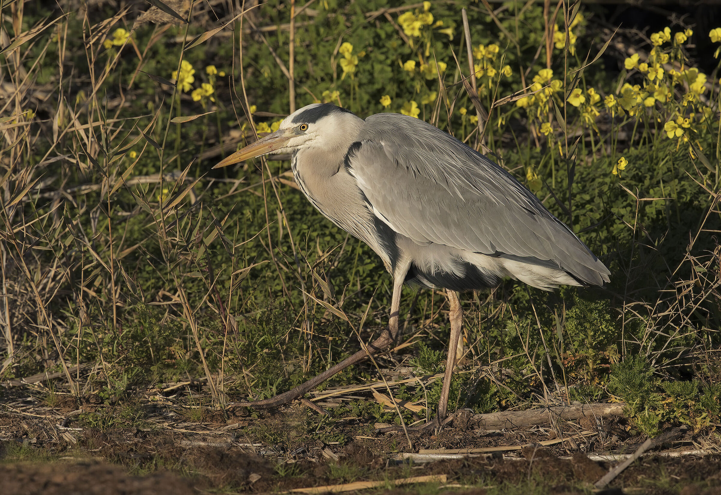 cinerino heron