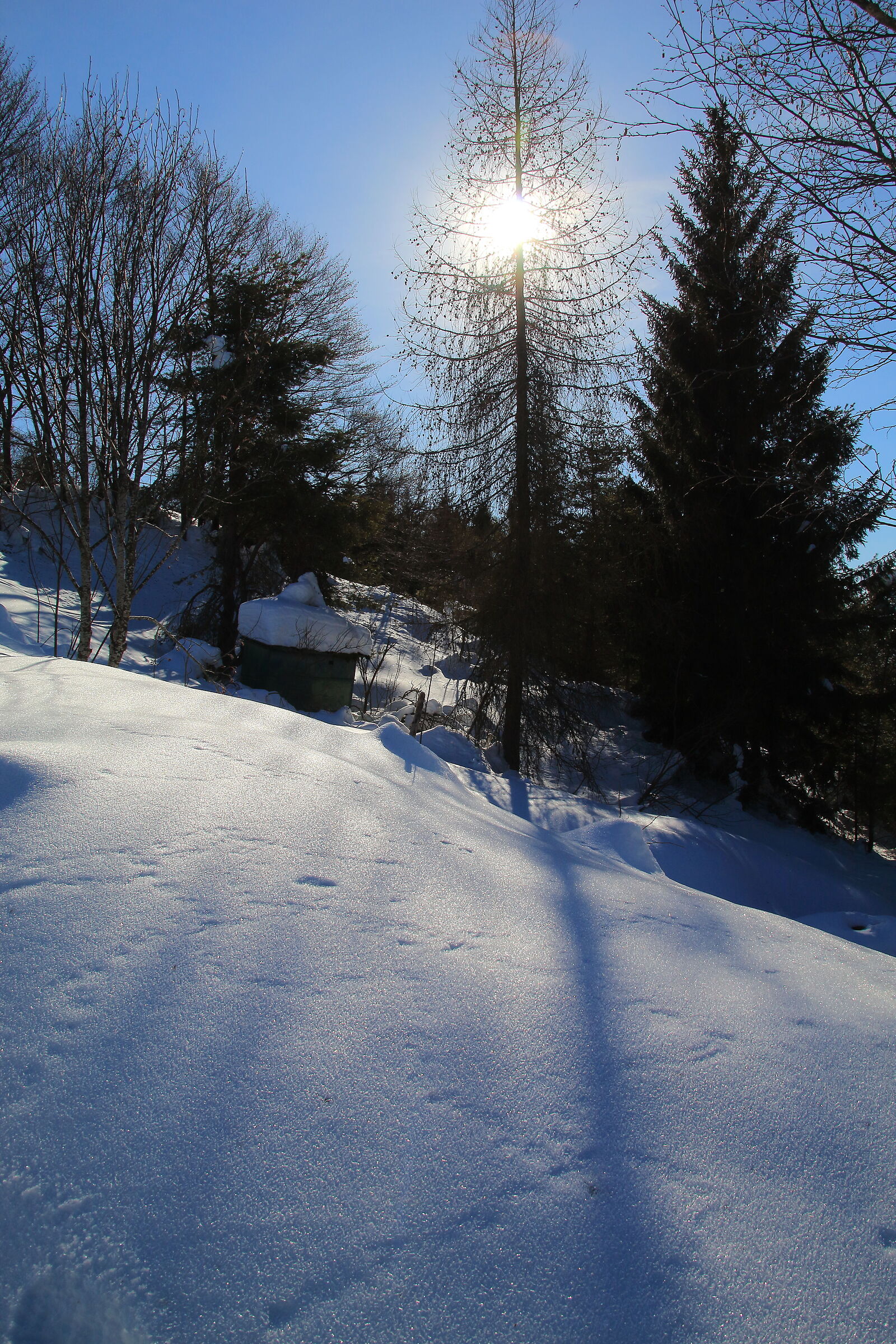Controluce
