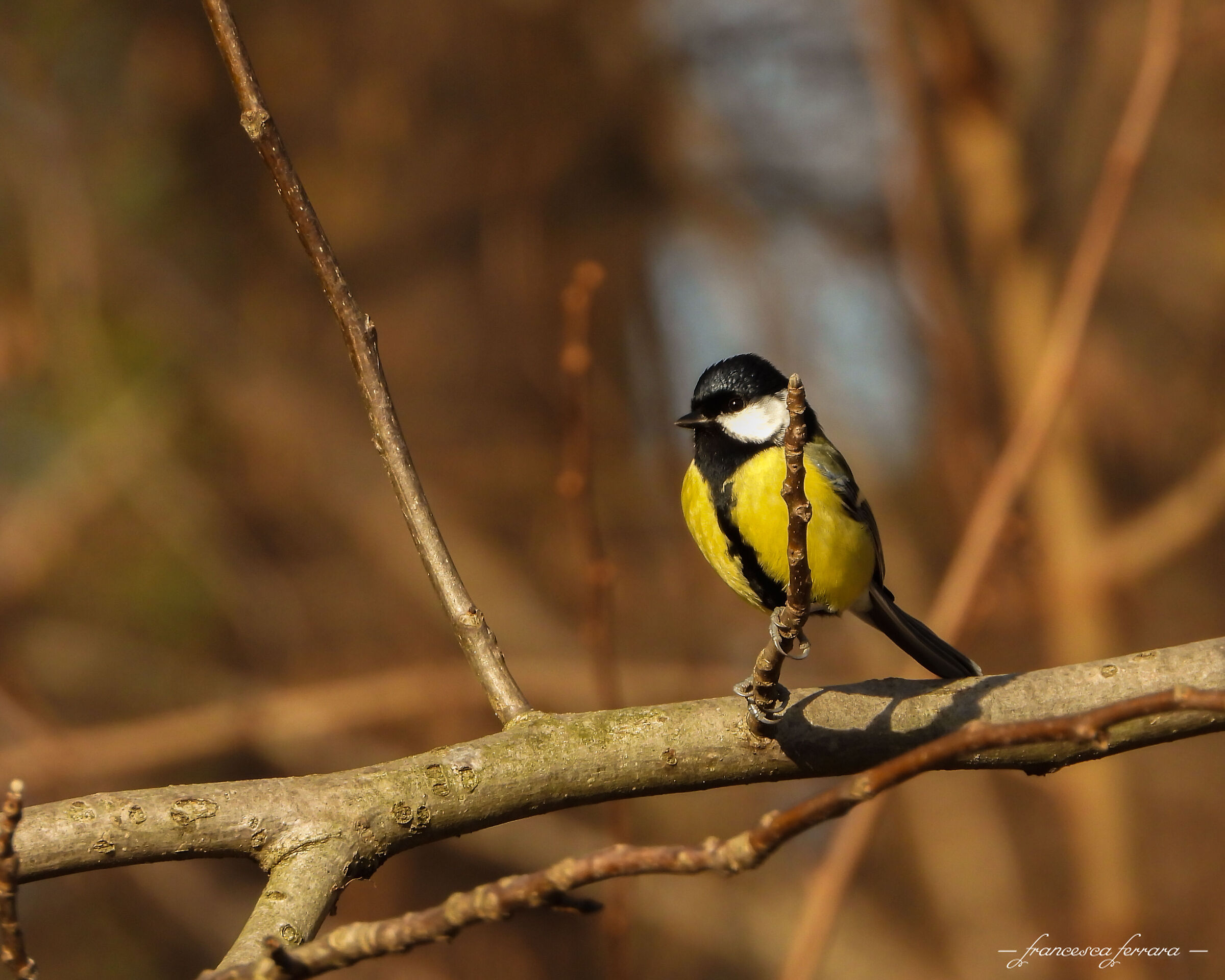 Cinciallegra (Parus Major)_2