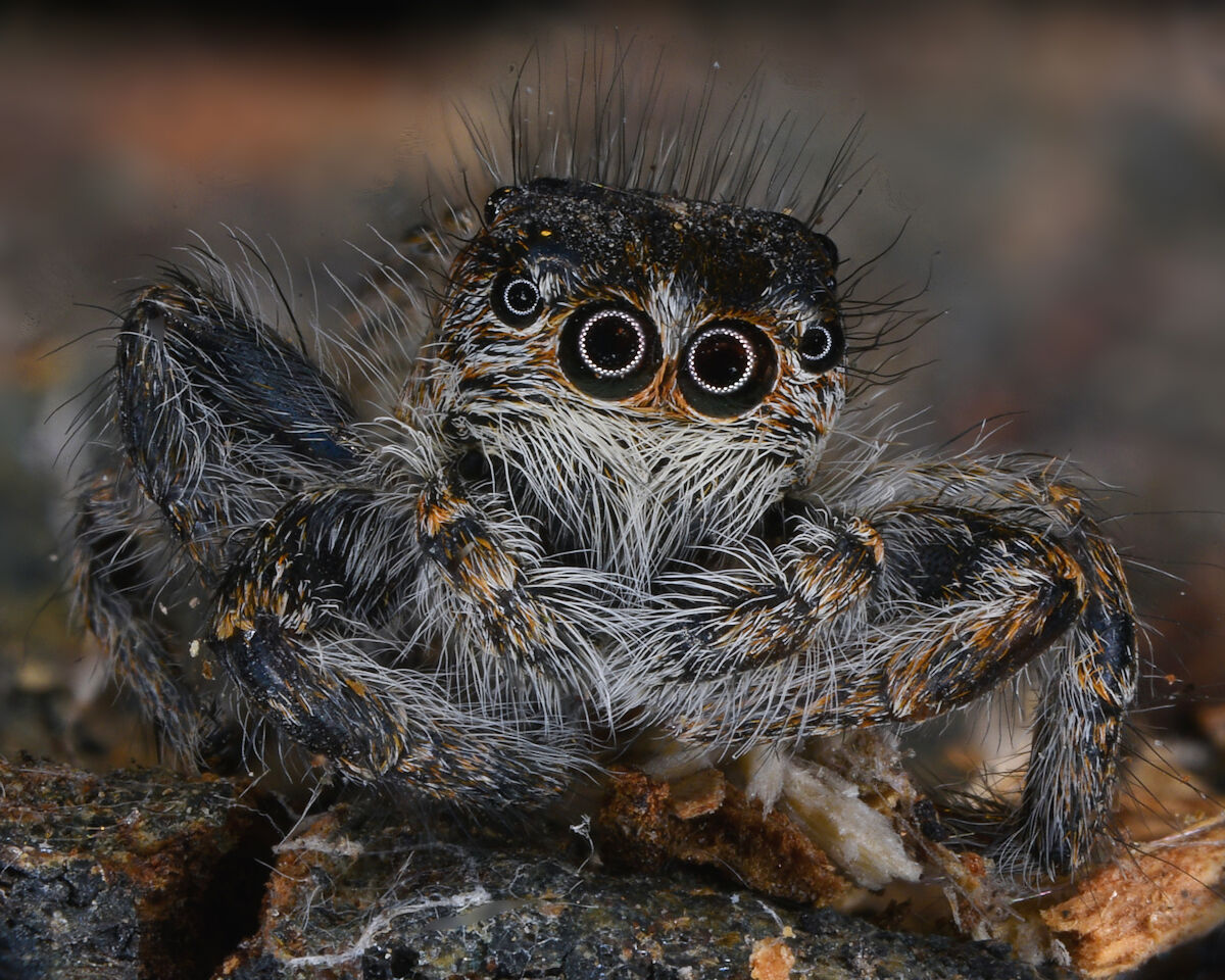 salticidae