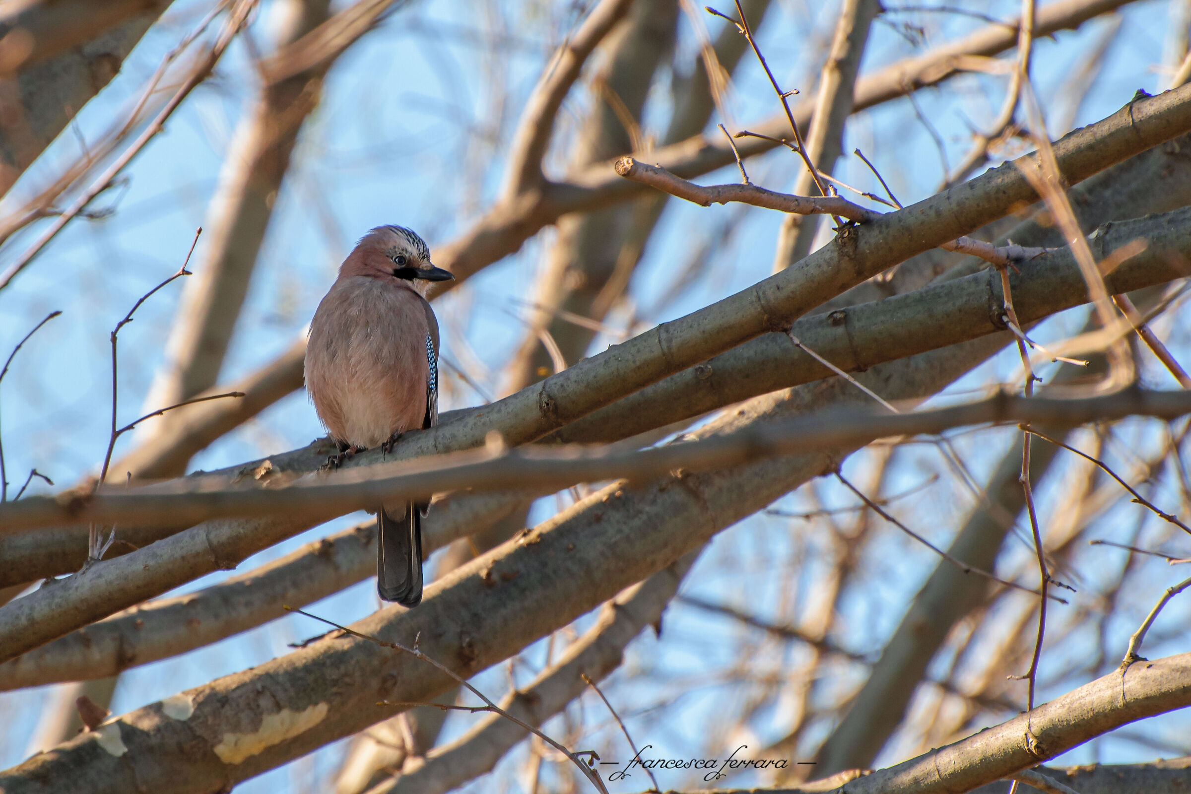 Ghiandaia (Garrulus Glandarius)