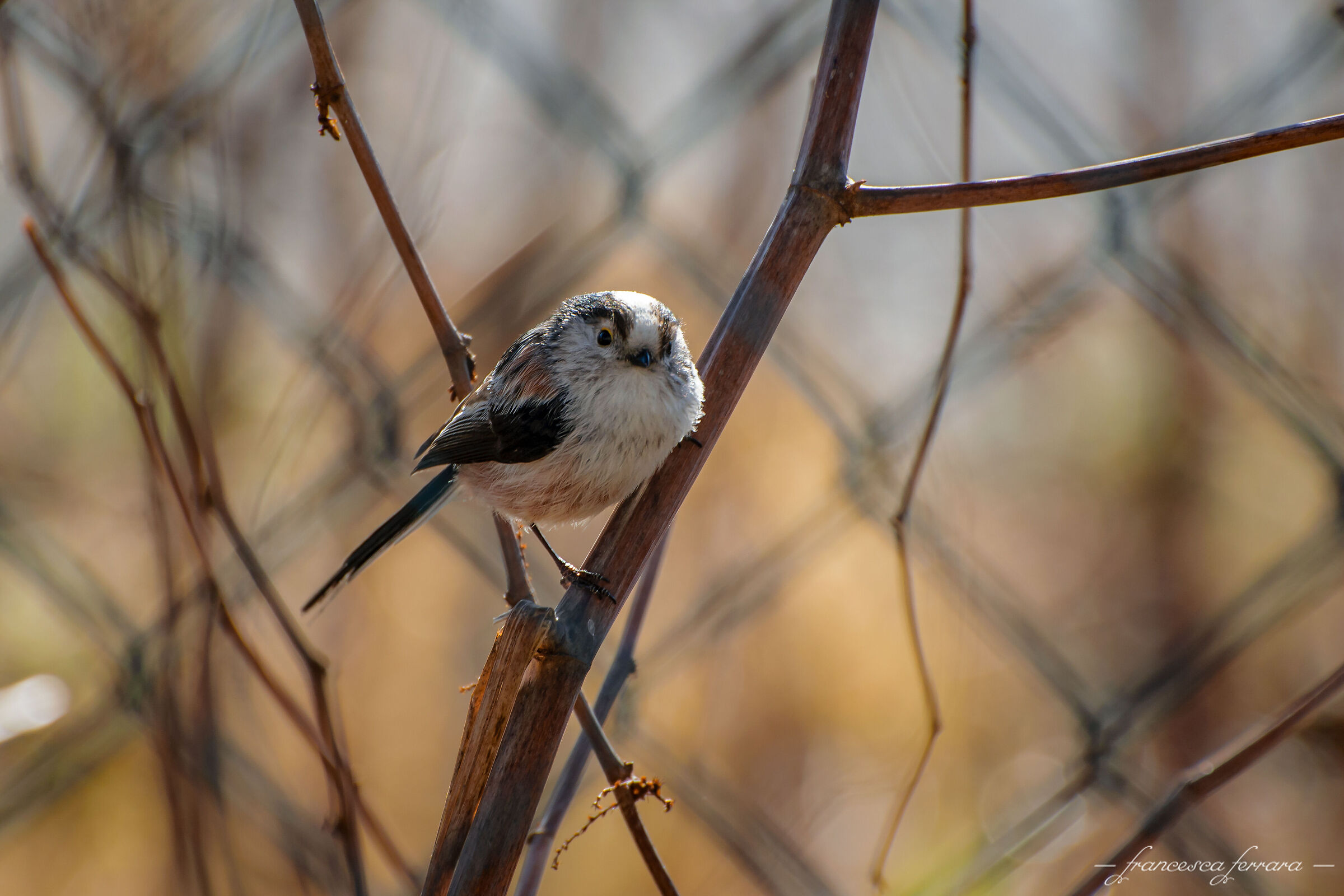 Codibugnolo (Aegithalos Caudatus)_2