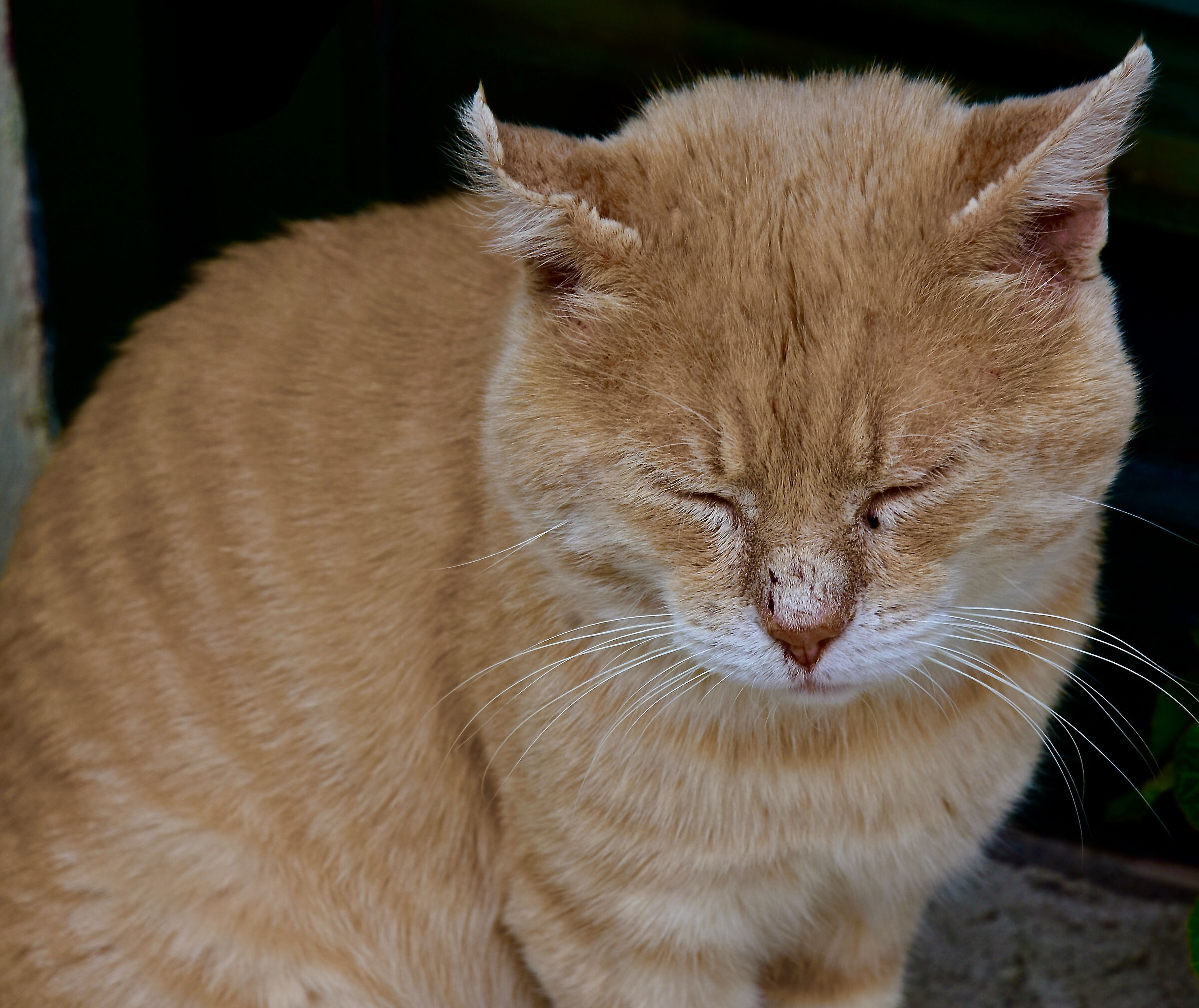 I sleep standing by tiredness...