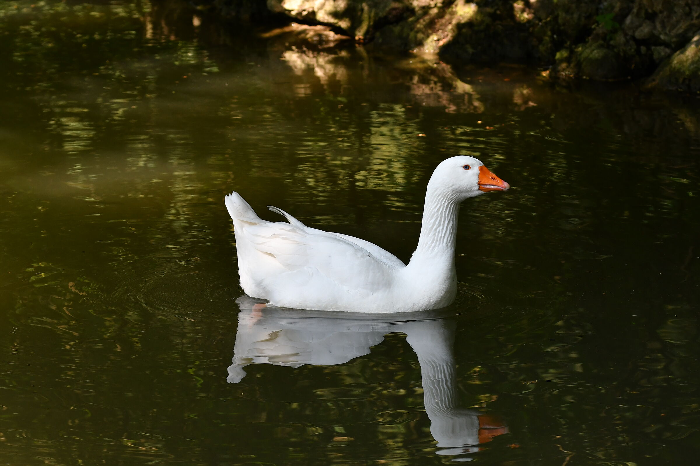 Uccello rarissimo!!!