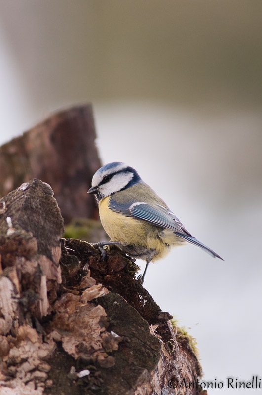 Blue Tit