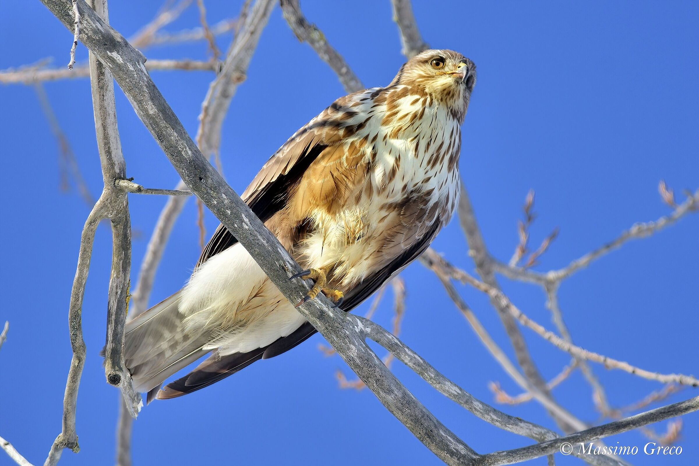 Poiana ( Buteo buteo)
