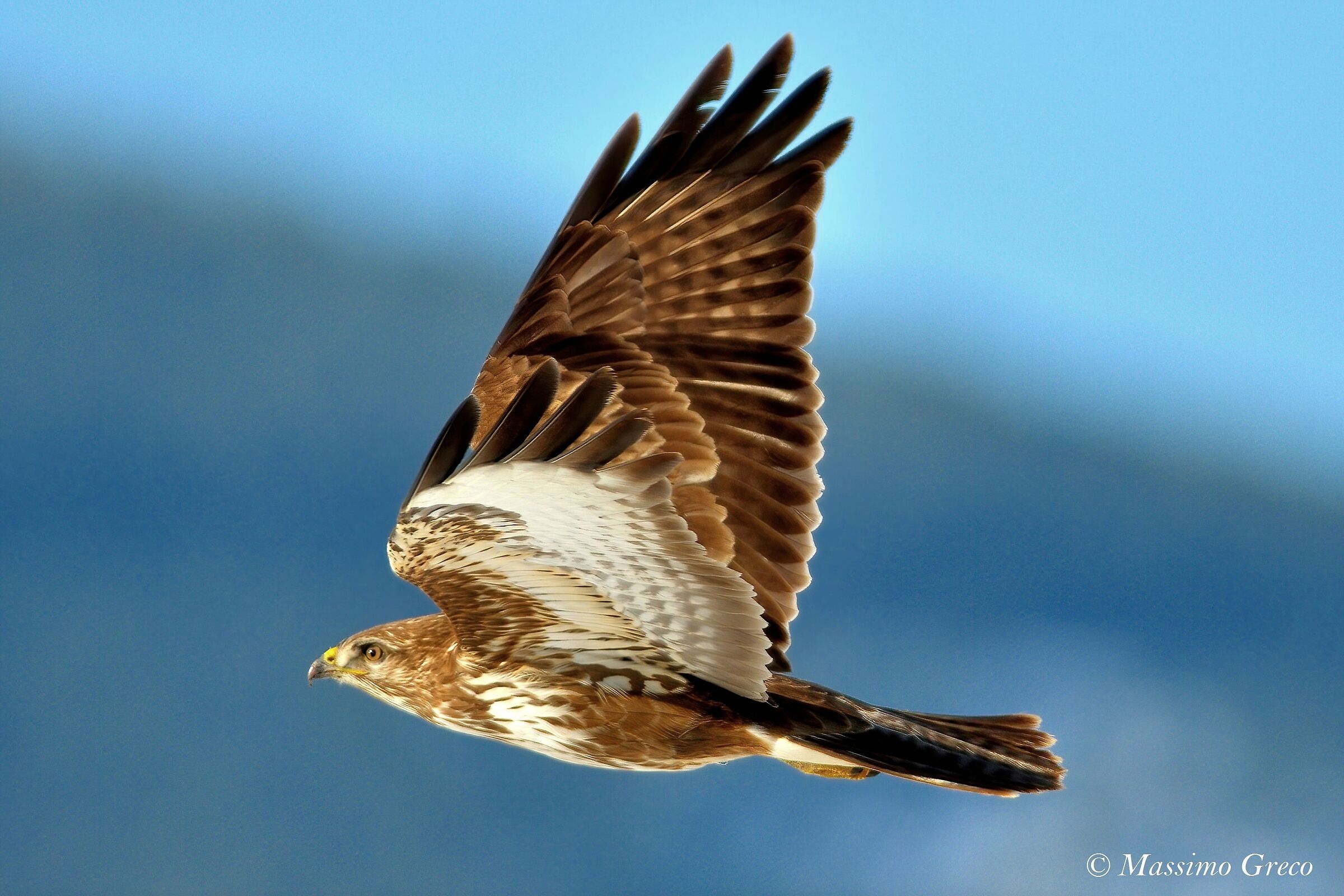 Poiana ( Buteo buteo)