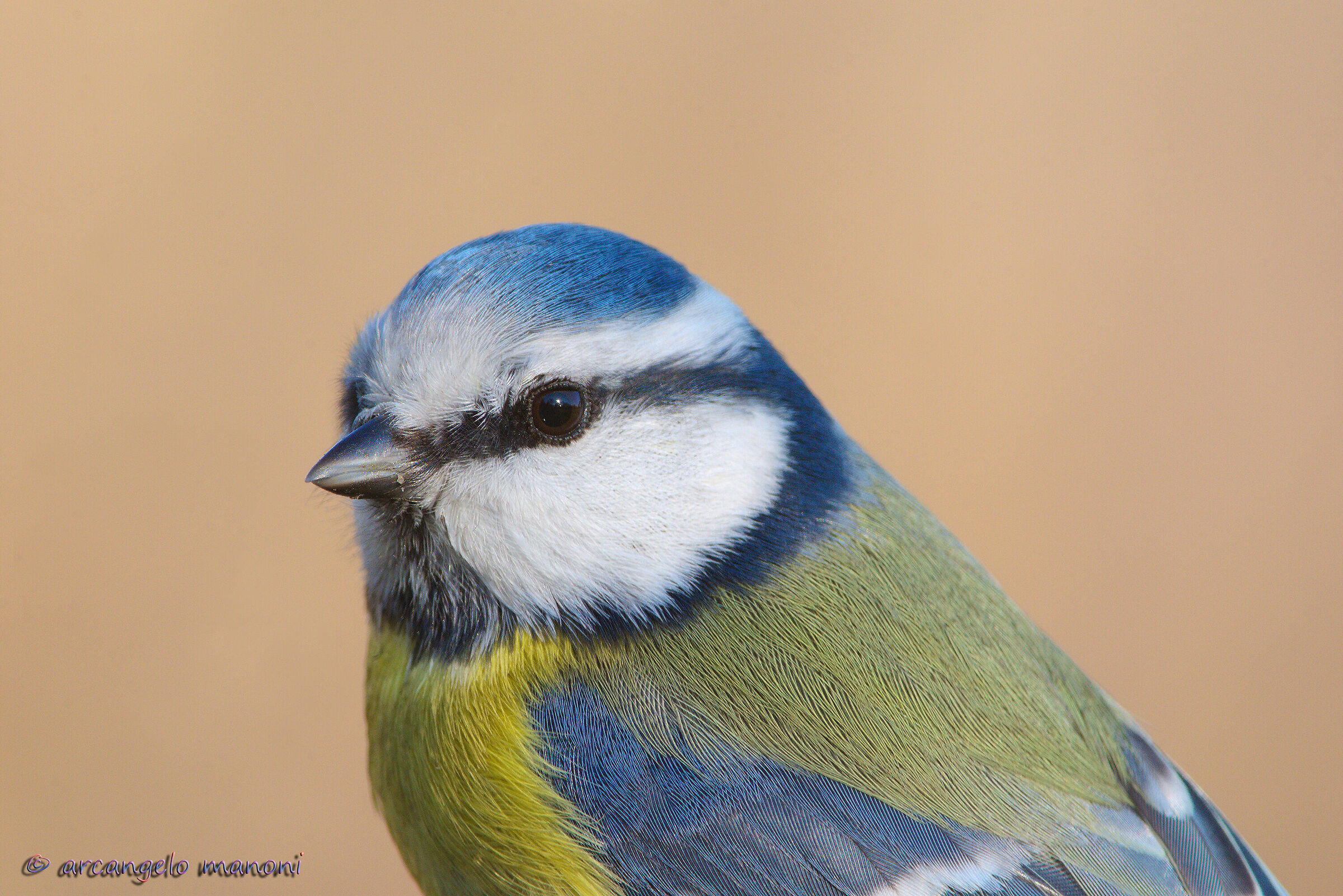 Thank you Cincia for the collaboration