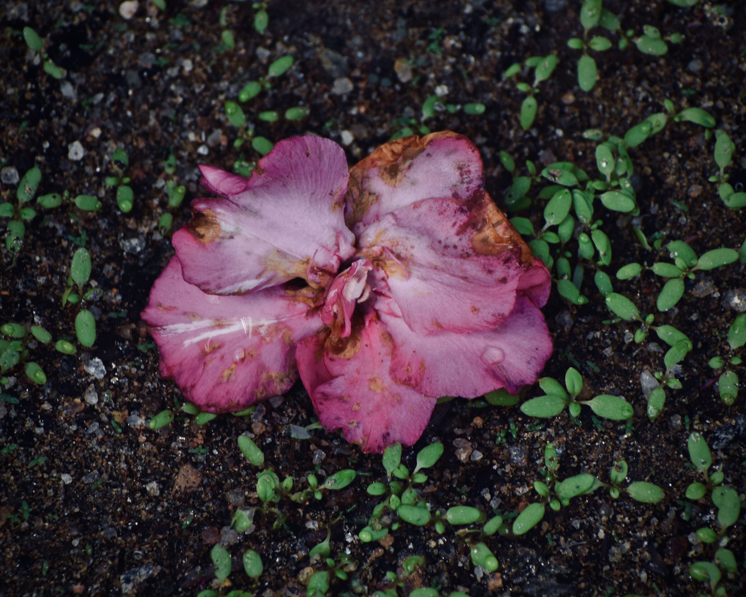 Wet Fallen Flower