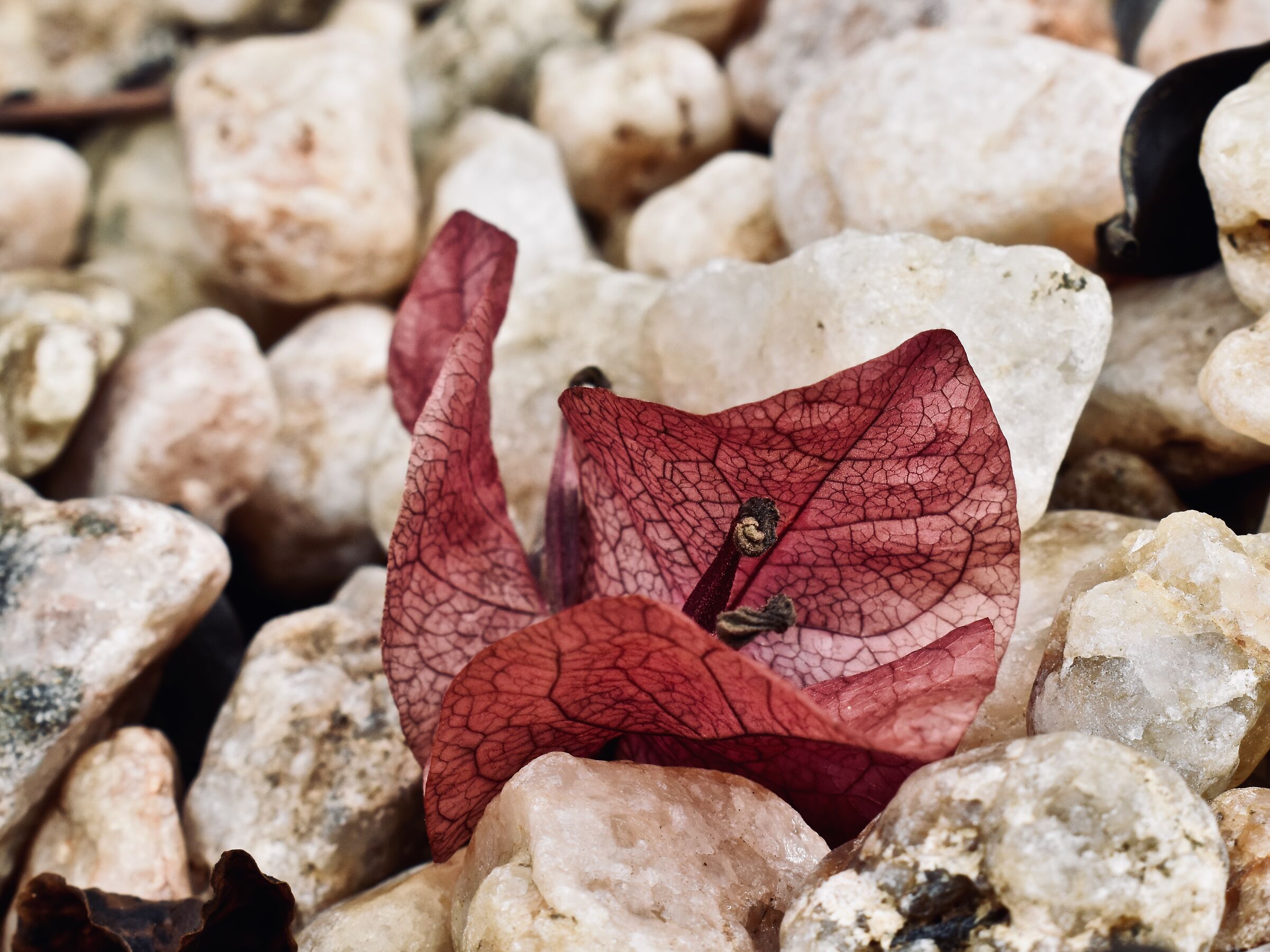 Red Flower Depression