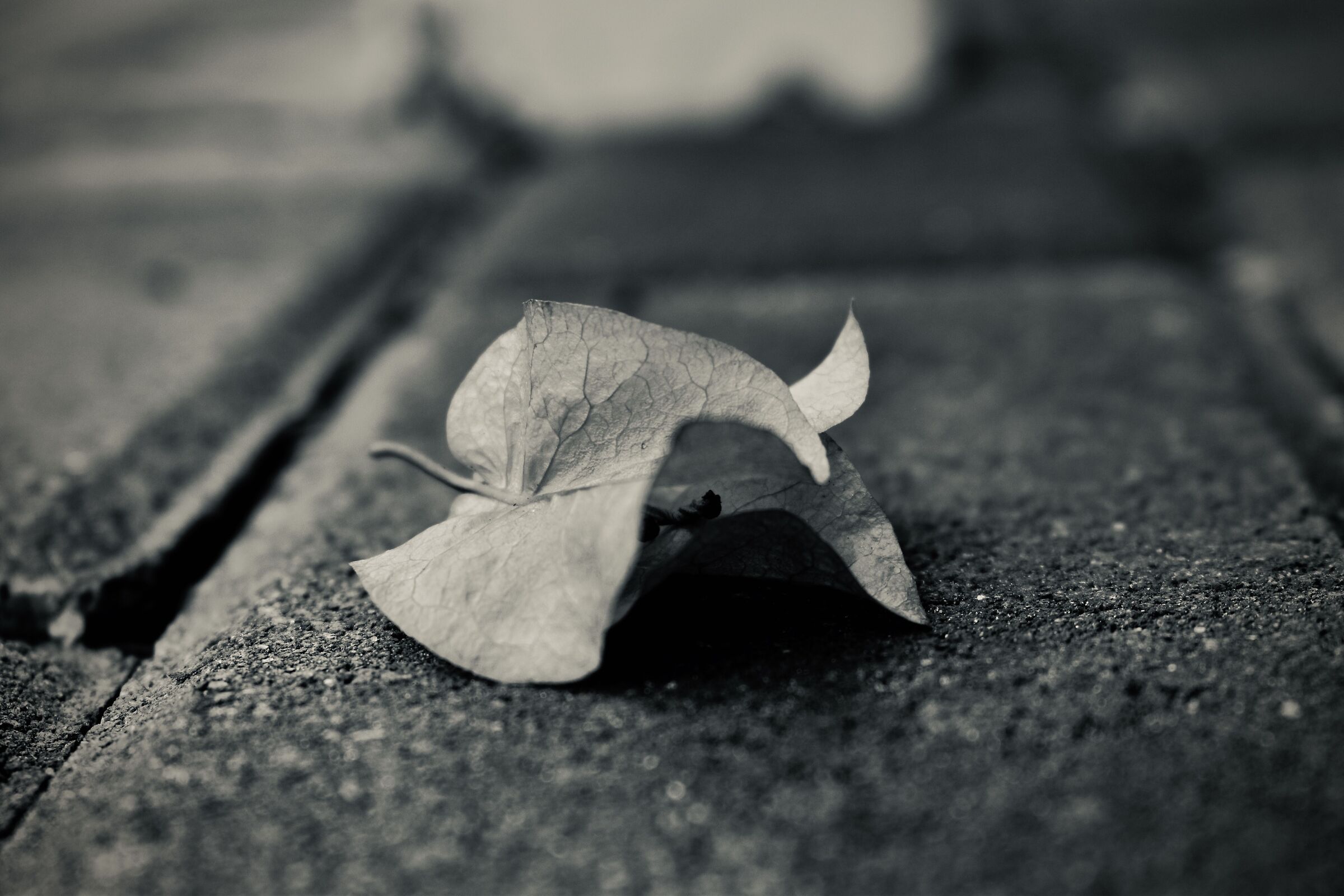 Dramatic Flower Simphony