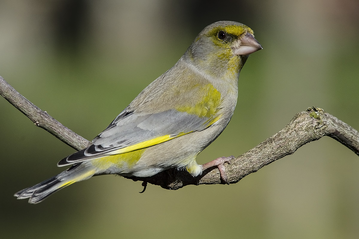greenfinch