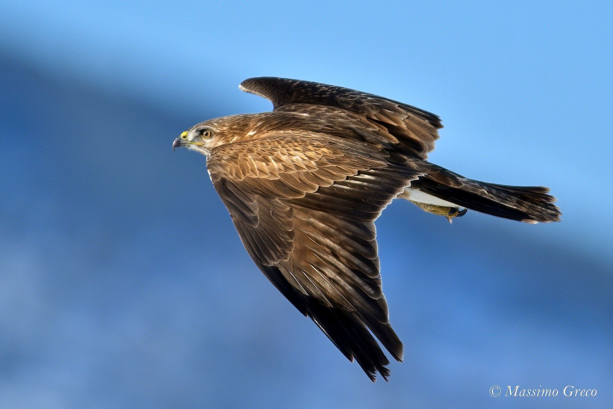 POIANA Buteo
