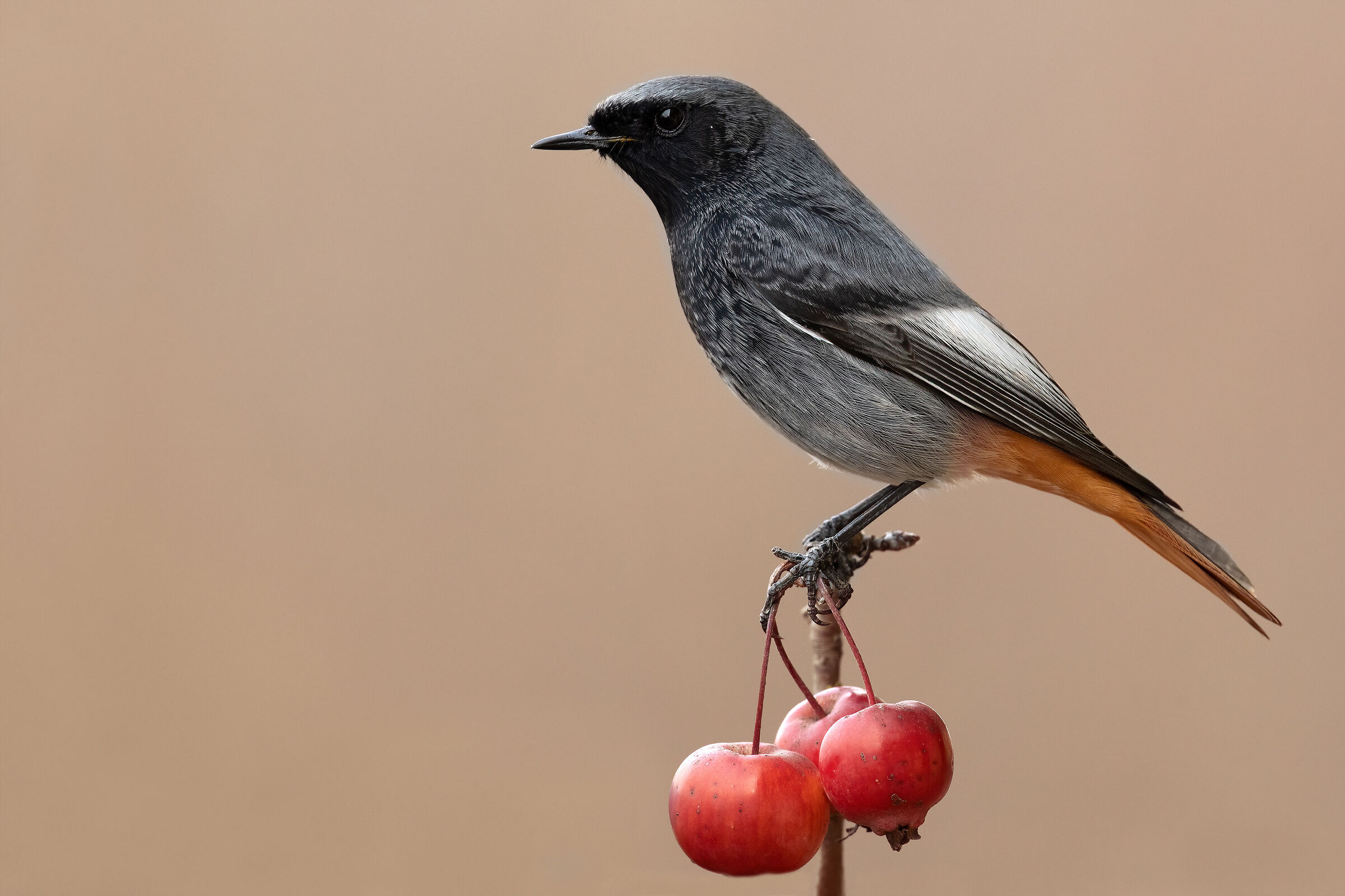 Codirosso spazzacamino