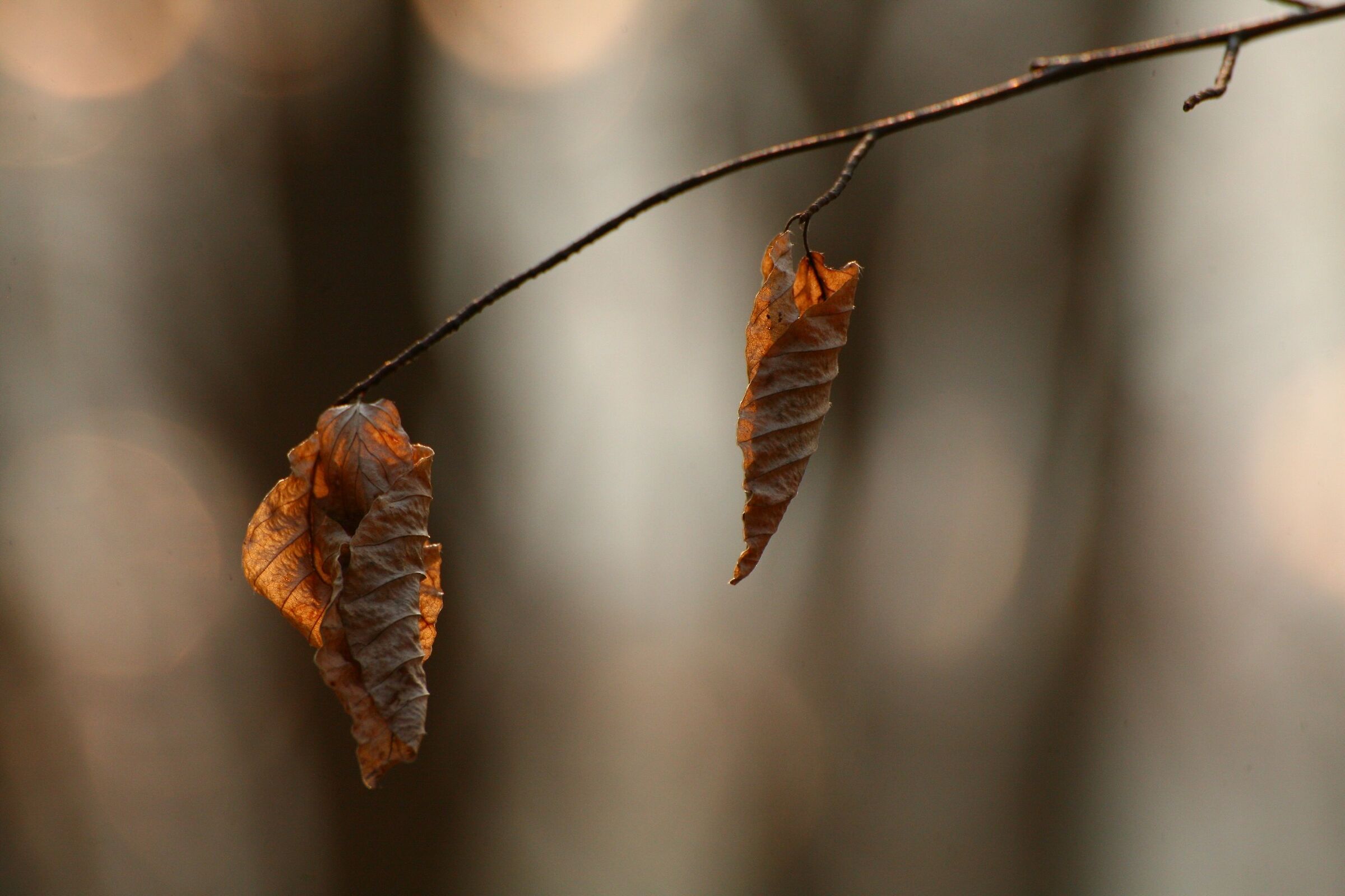 Leaf chrysalides