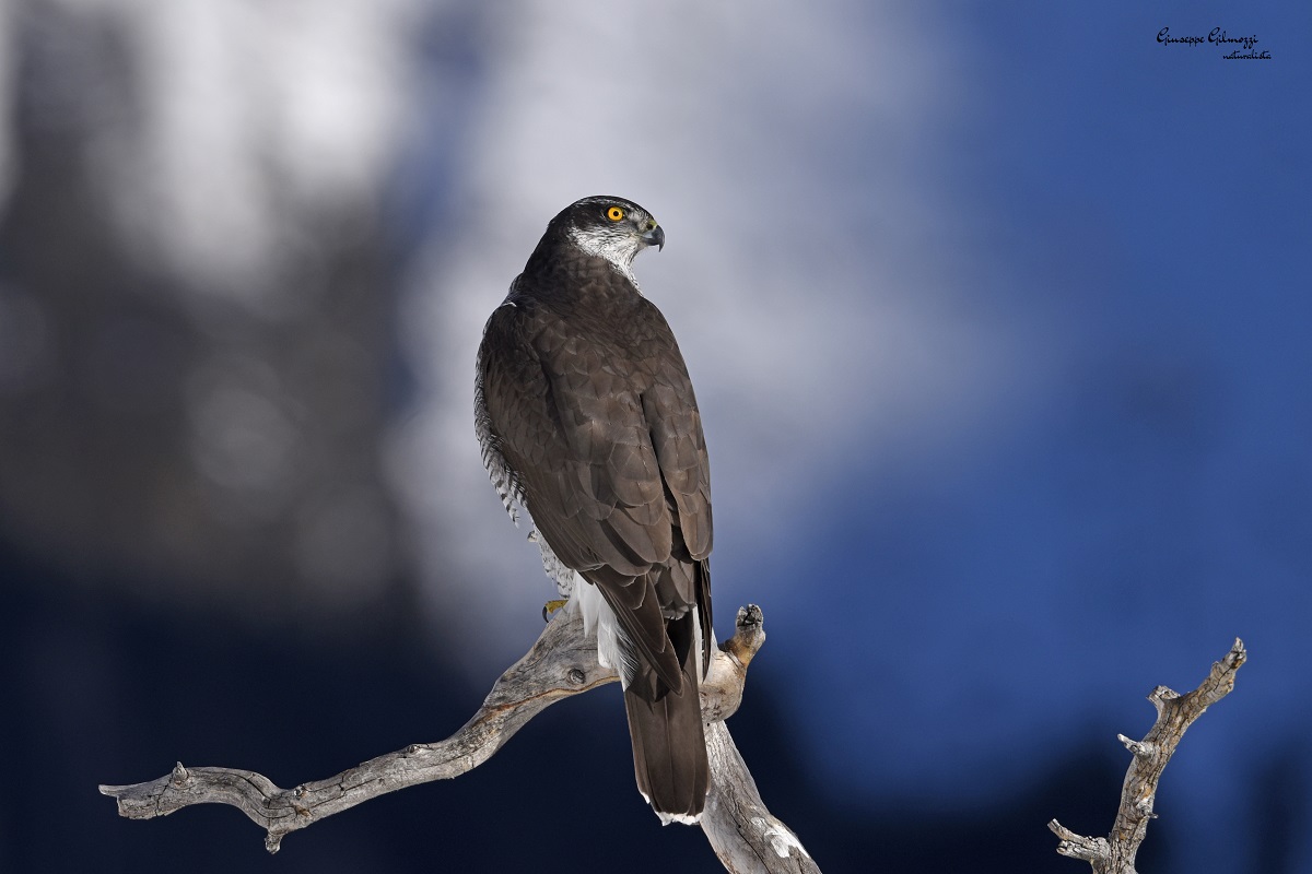 Goshawk