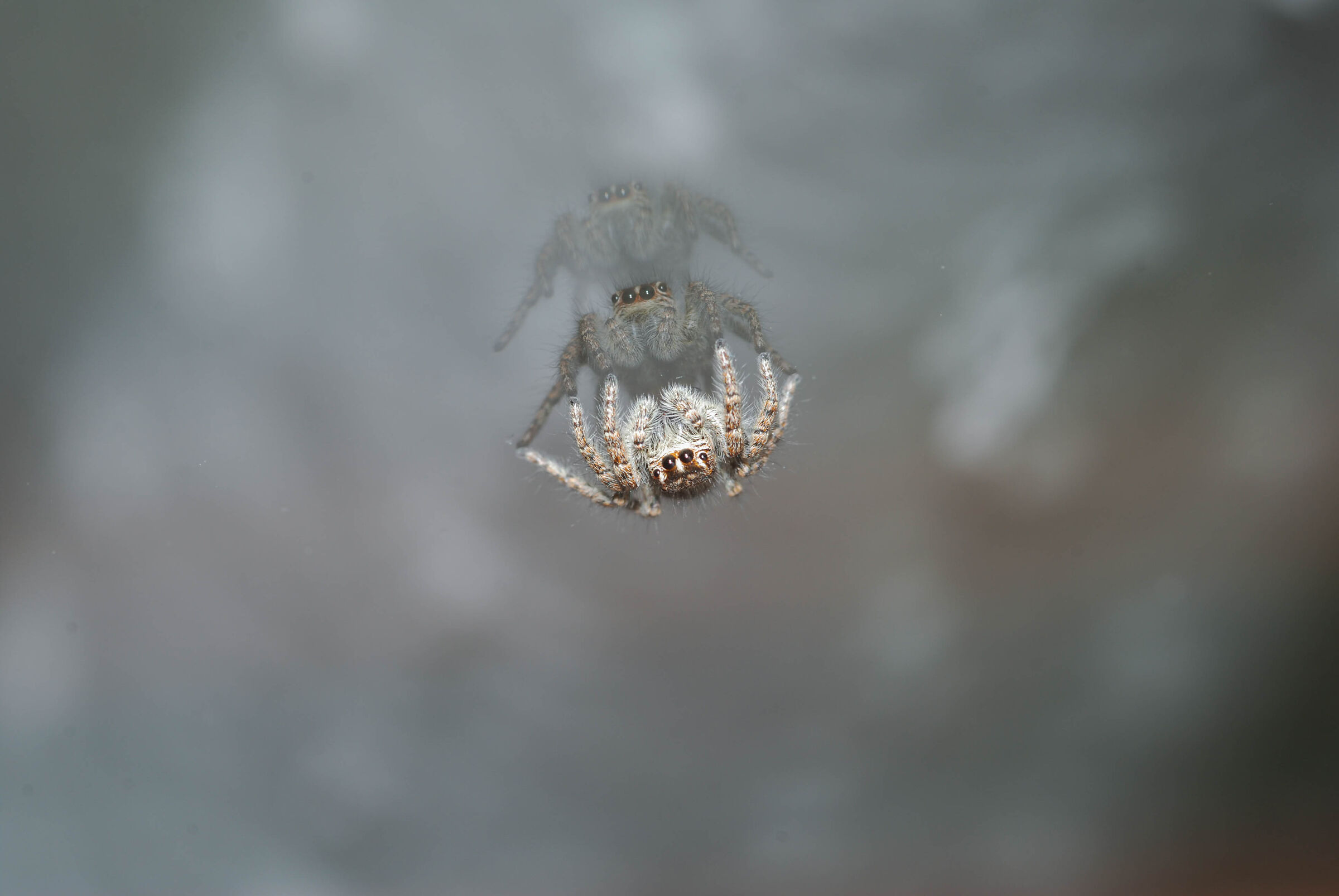 Tripled salterino spider