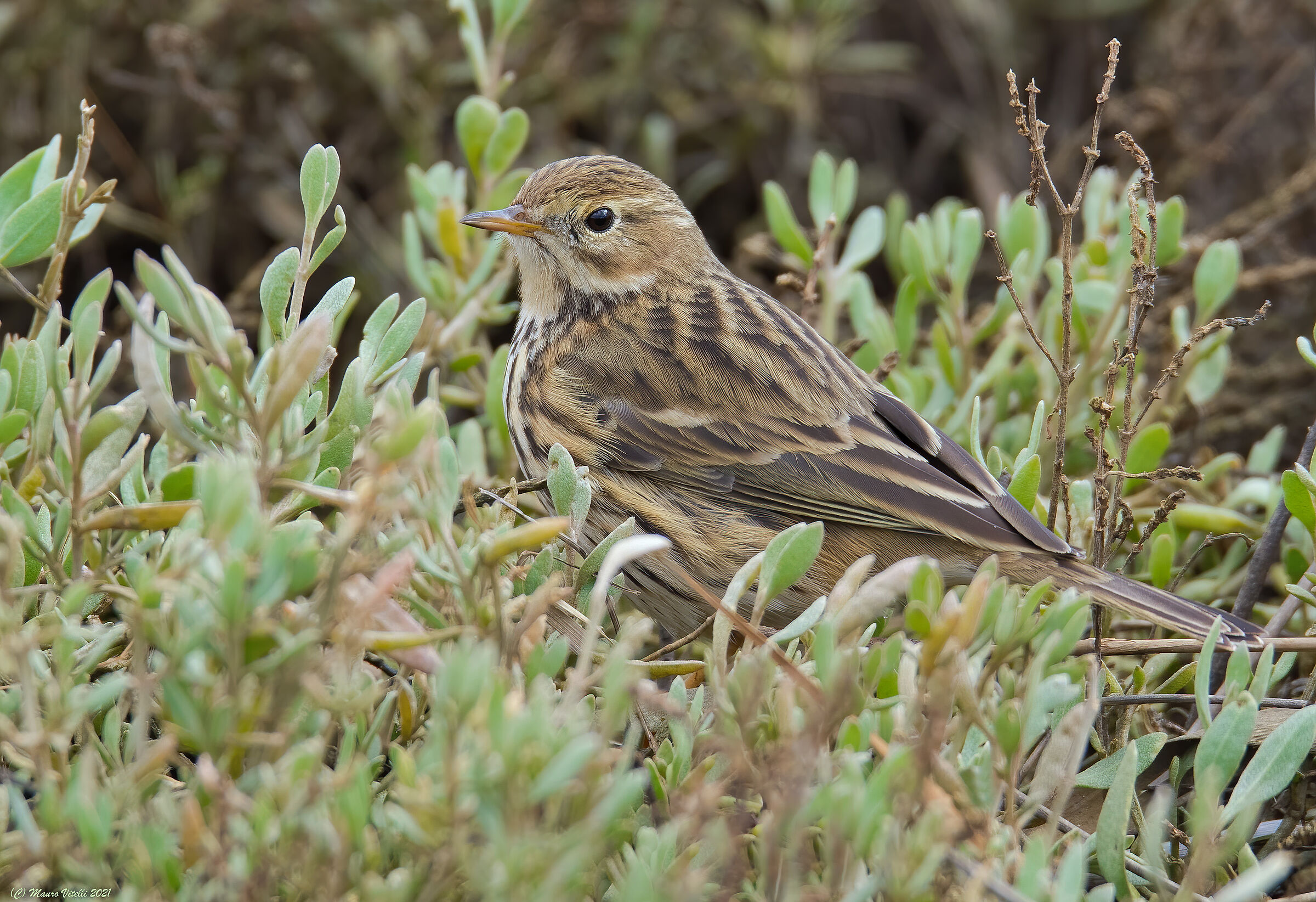 Pispola Department (Anthus pratensis)