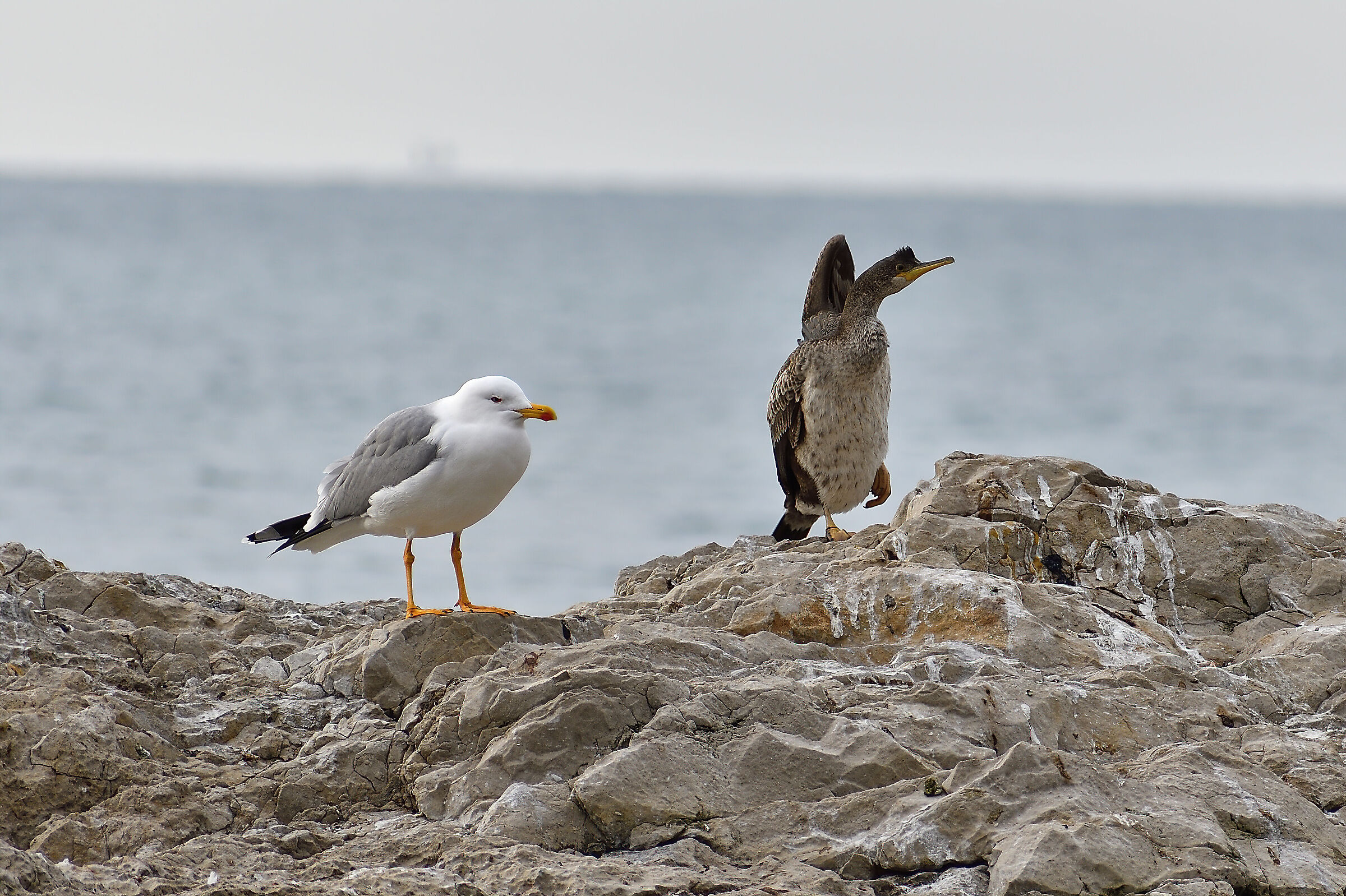 Una strana coppia...