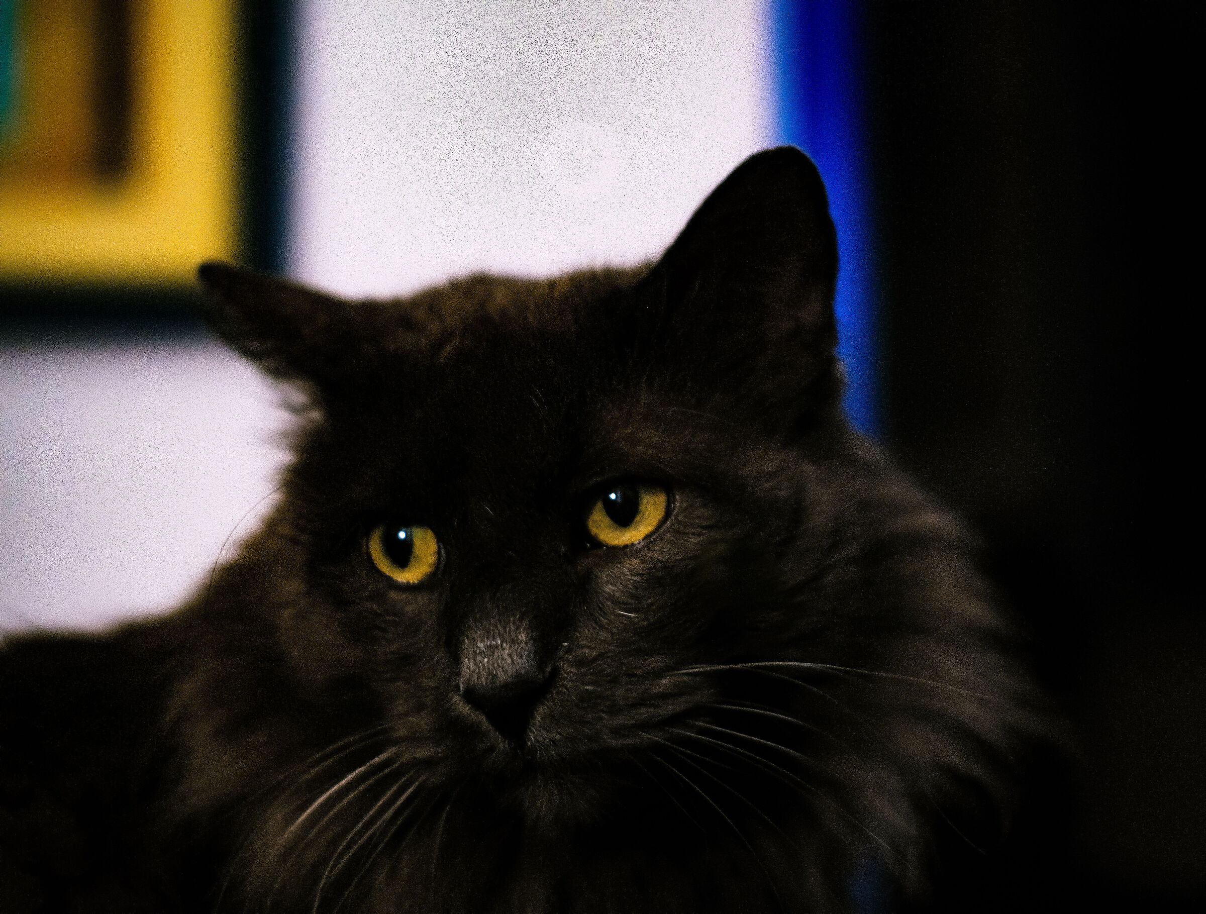 La melanconia del gatto