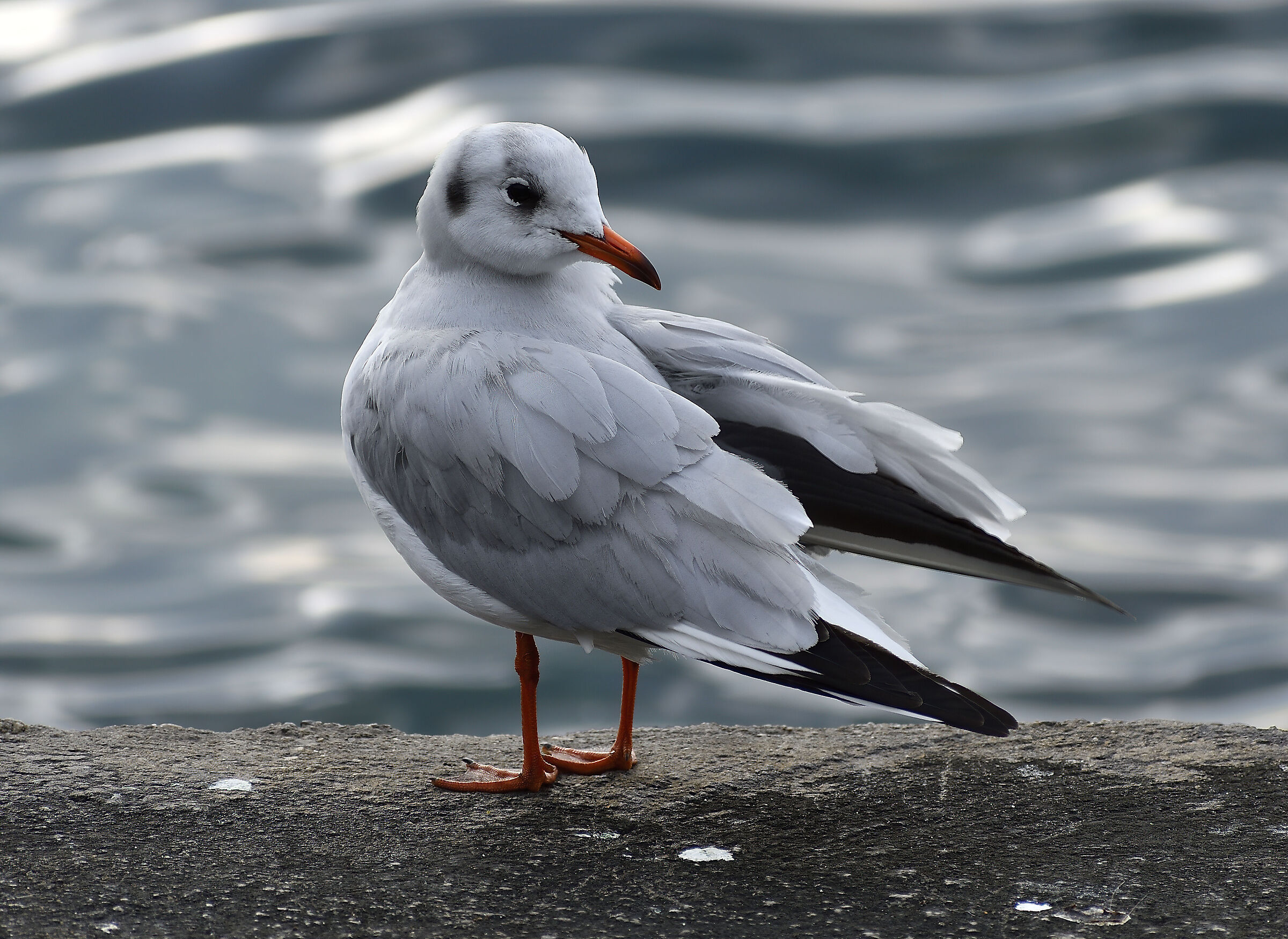 Little seagull on the pier...
