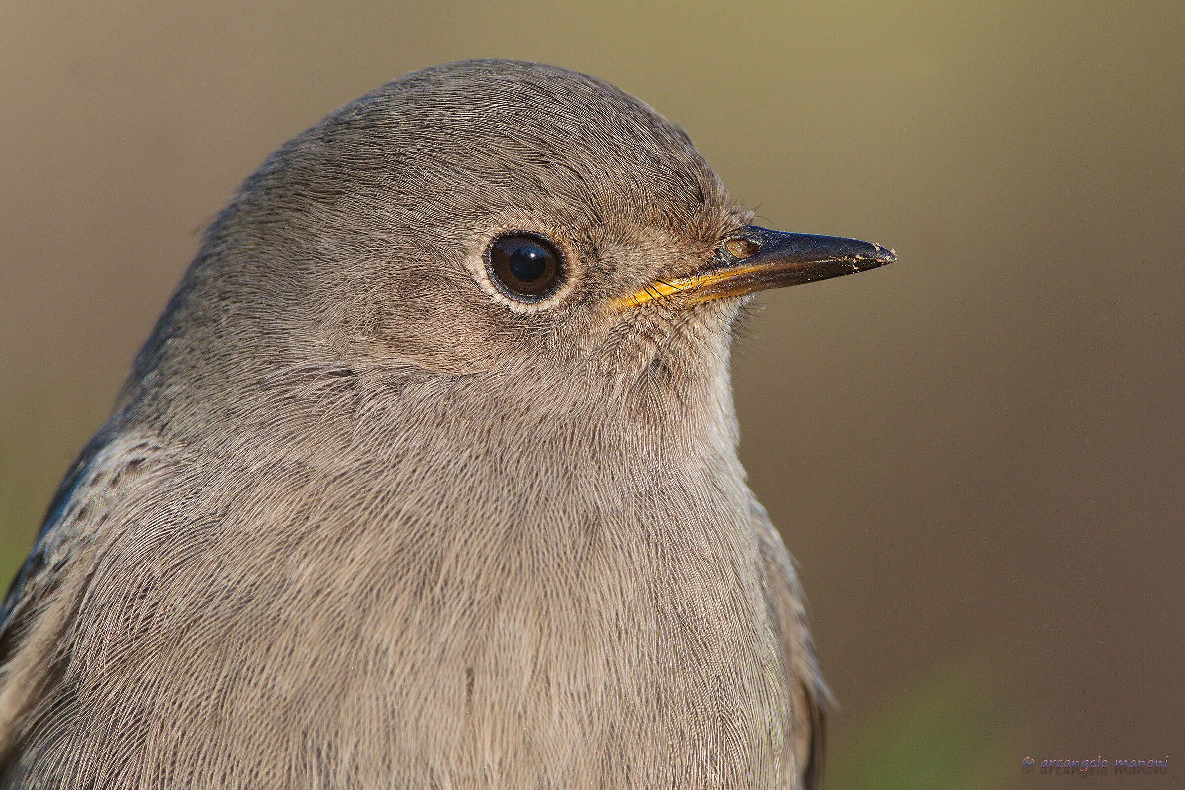 Fire on the head of the codirosso no crop