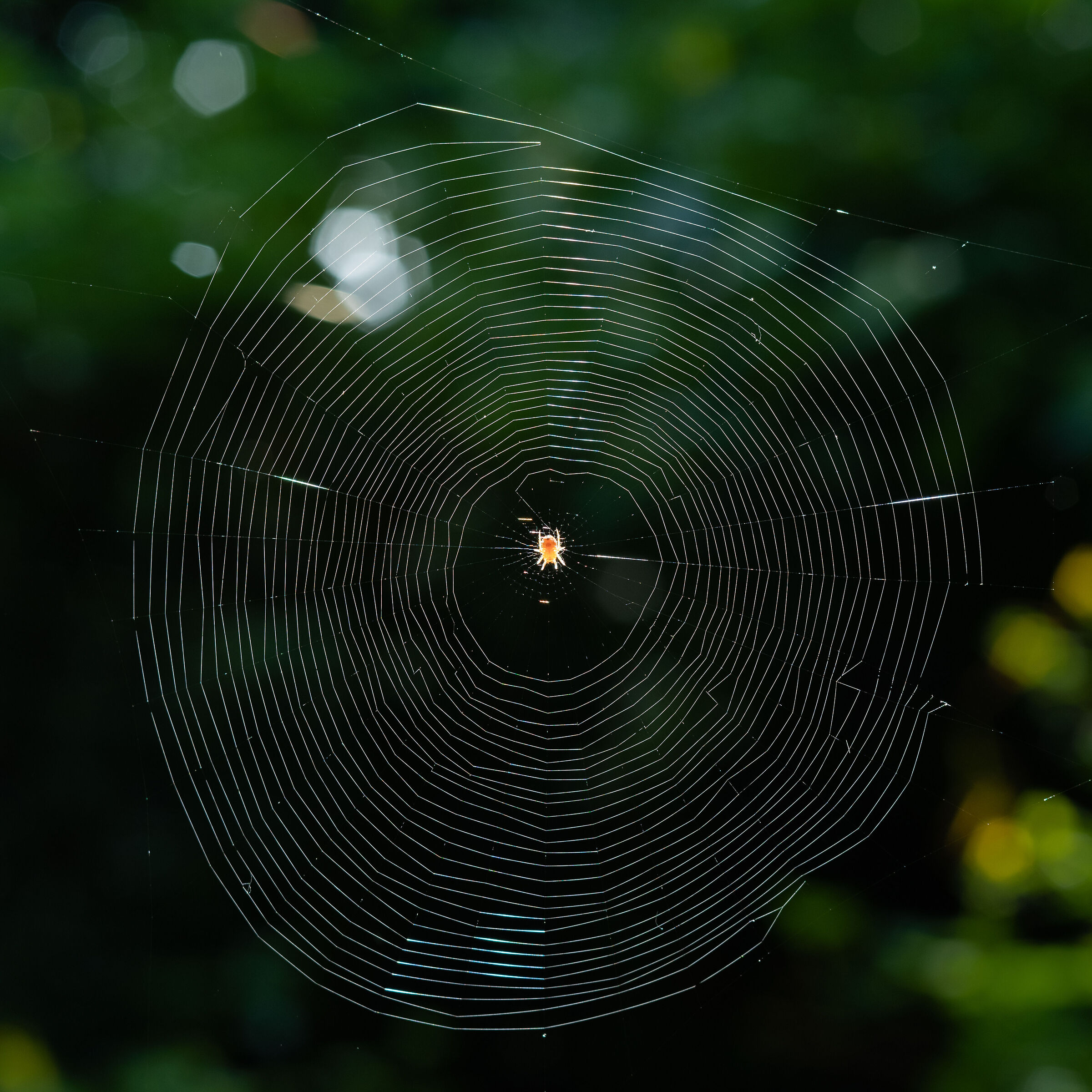 Architetture naturali