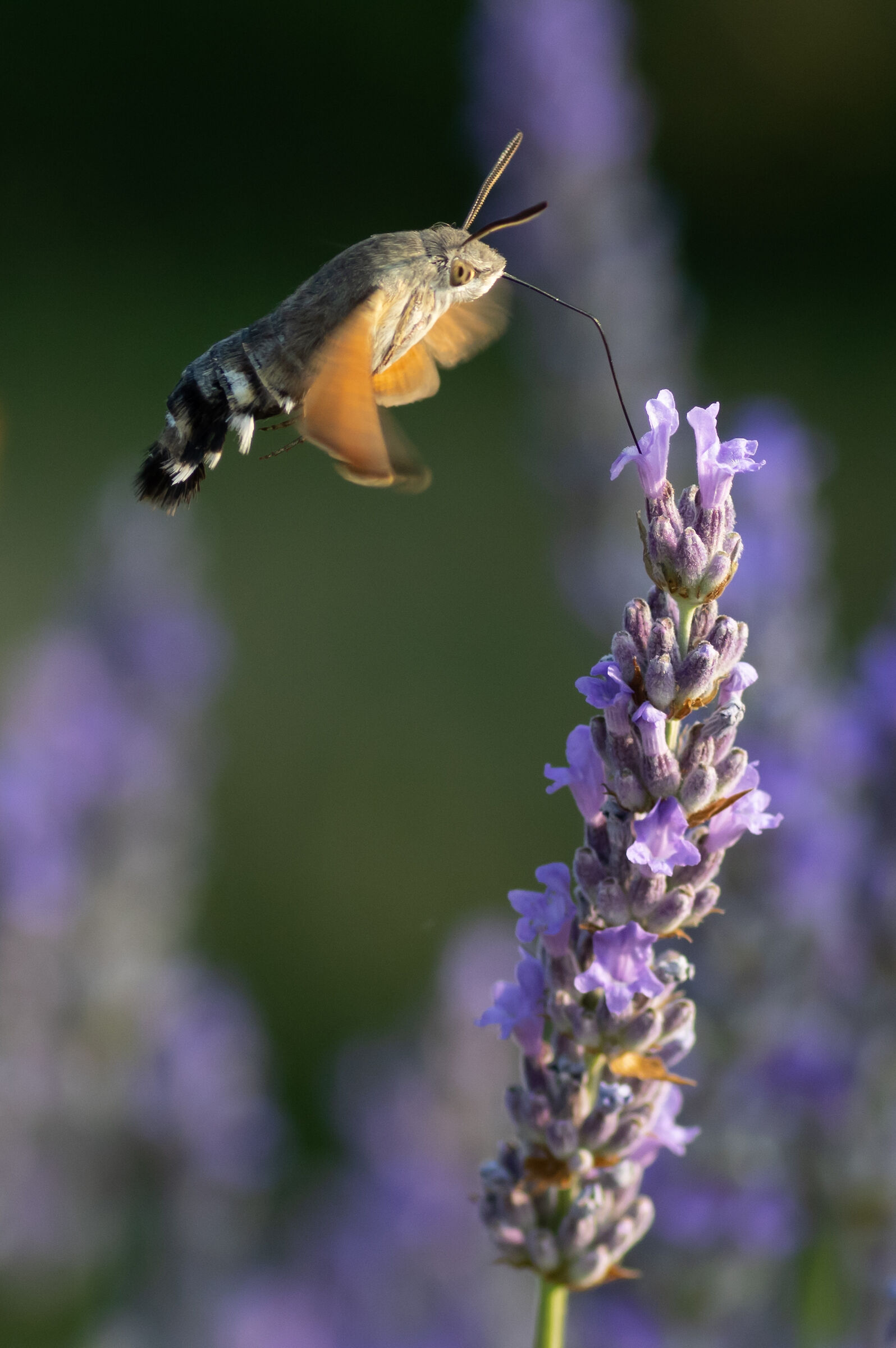 Rifornimento...in volo