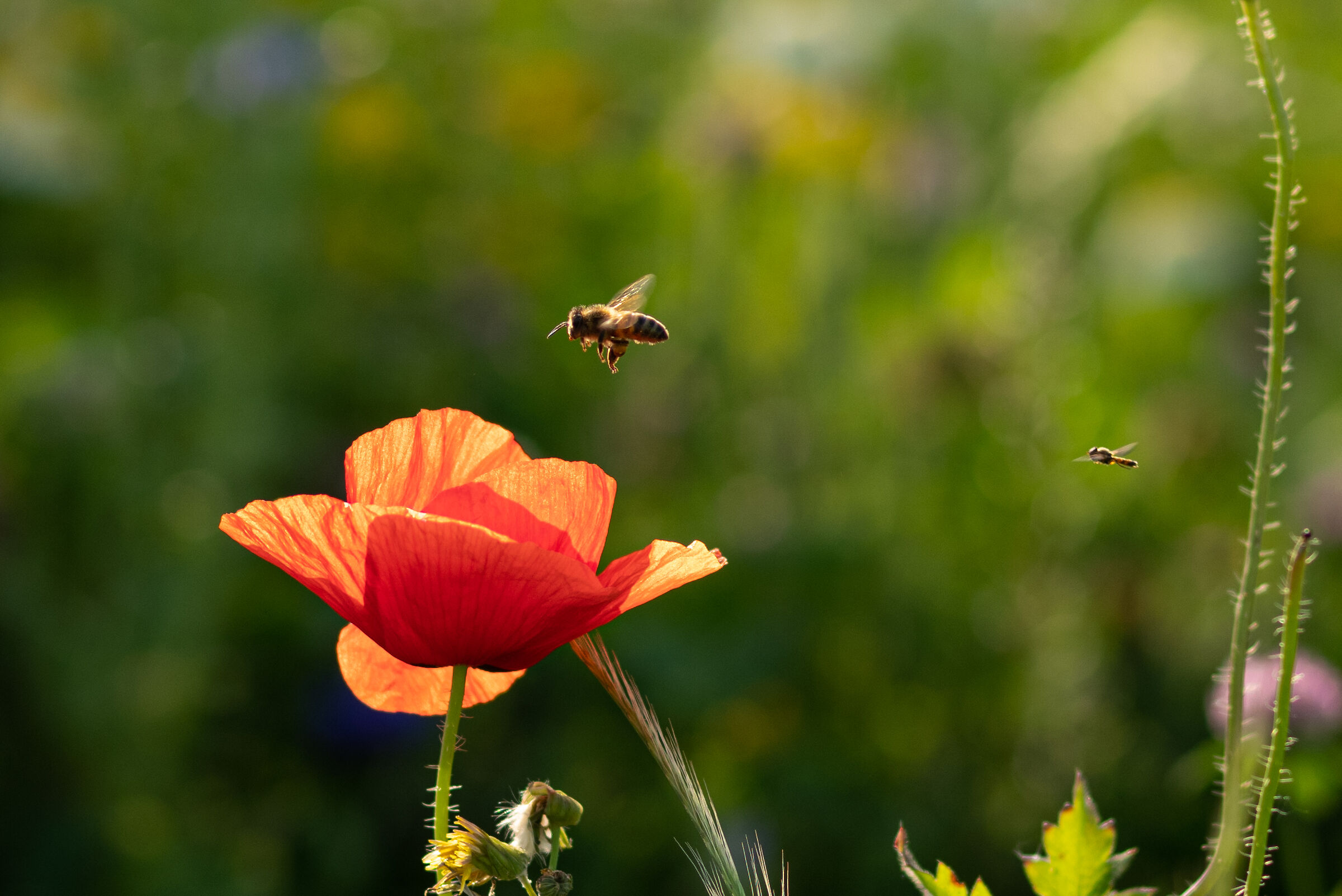 Chissà se qui si manda bene...